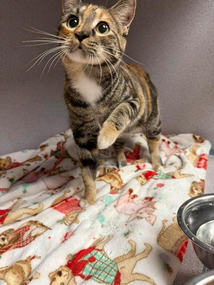 Enlarge Muffin, an adopted mixed breed in Canon City, CO image 1/1