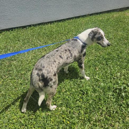 Sally Adopted, Adopted, Young Female Australian Cattle Dog / Blue Heeler.