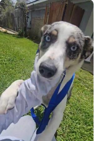 Enlarge Sally Adopted, a Adopted Australian Cattle Dog / Blue Heeler in Cranston, RI image 2/3