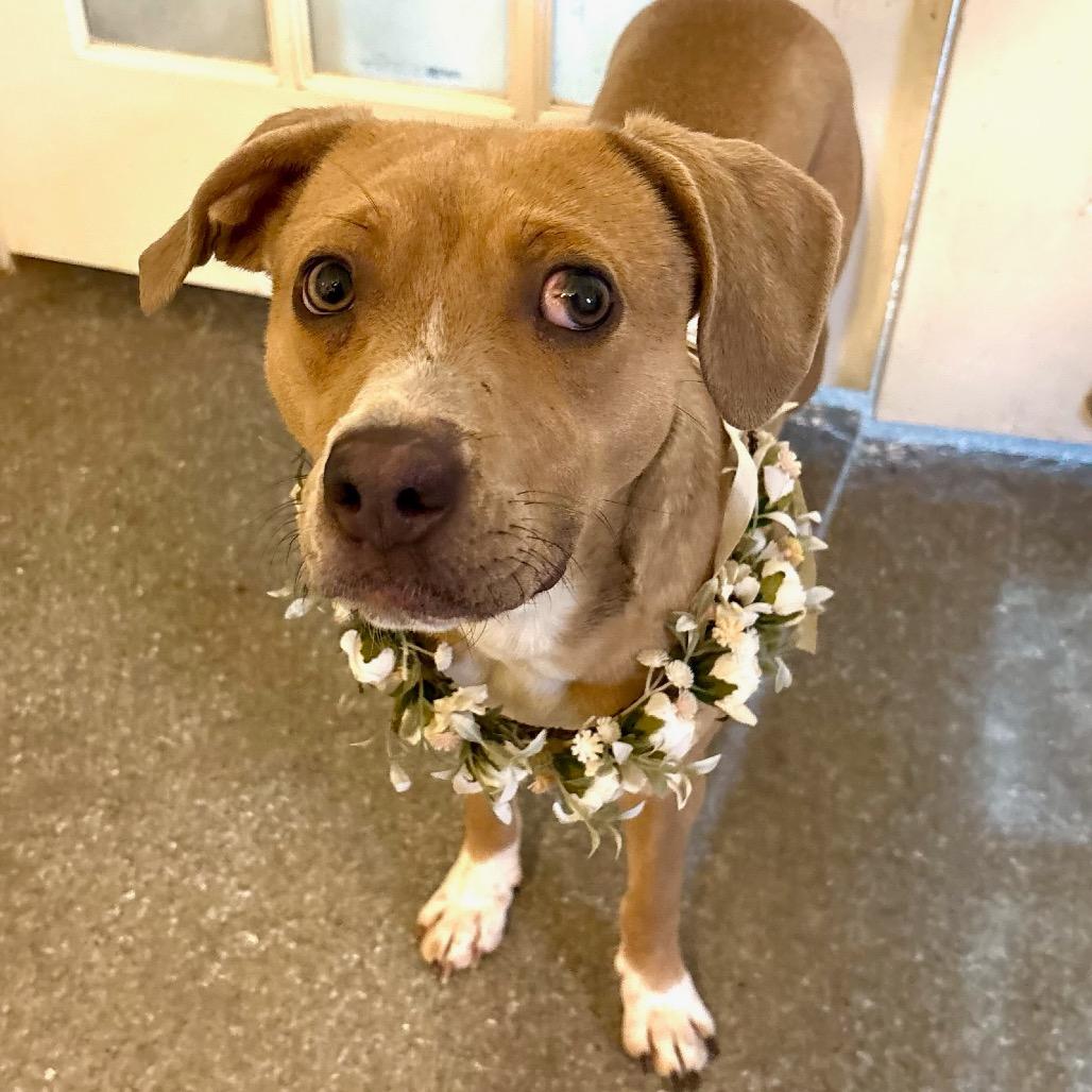 Harriet, Adoptable, Young Female Carolina Dog.
