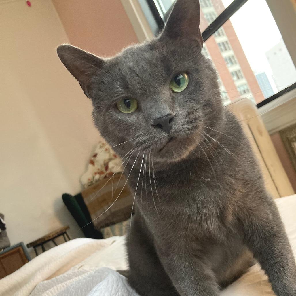 Marlion, Adoptable, Senior Male Domestic Short Hair.