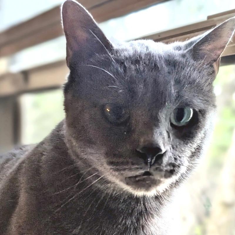 Marlion, a Adoptable Domestic Short Hair in Wheeling, IL image 2/6