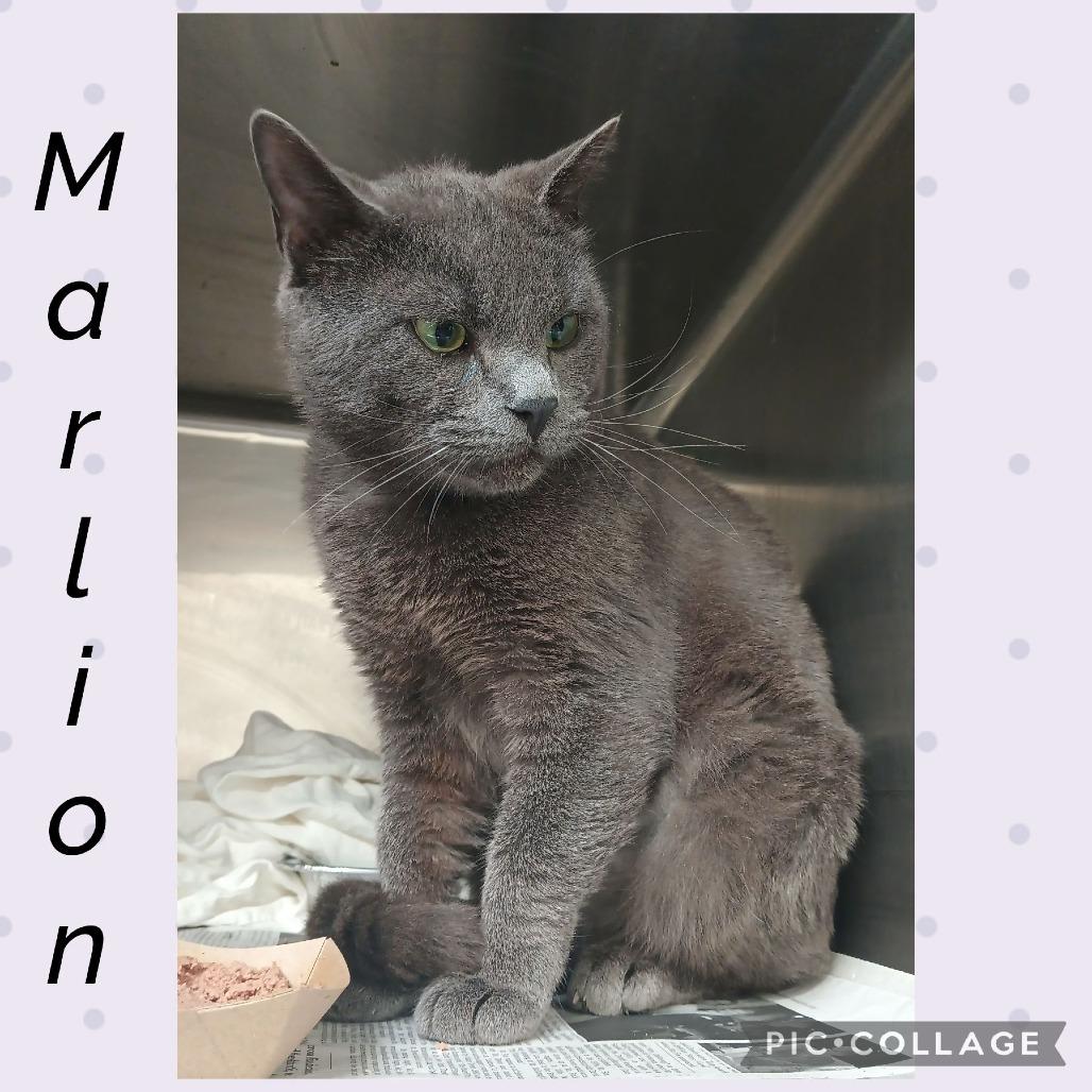 Marlion, a Adoptable Domestic Short Hair in Wheeling, IL image 3/6