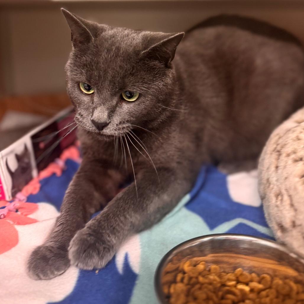 Marlion, a Adoptable Domestic Short Hair in Wheeling, IL image 4/6