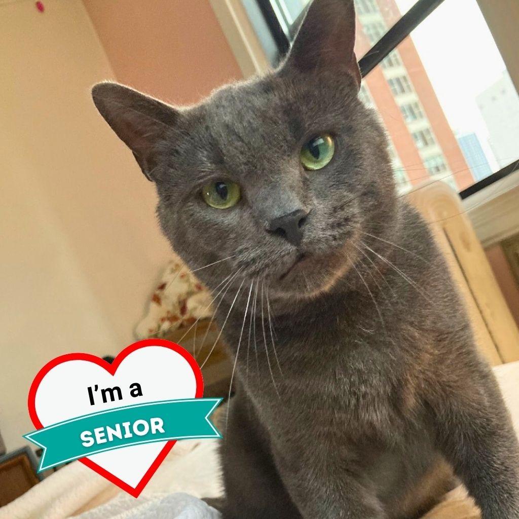 Enlarge Marlion, a Adoptable Domestic Short Hair in Wheeling, IL image 4/6