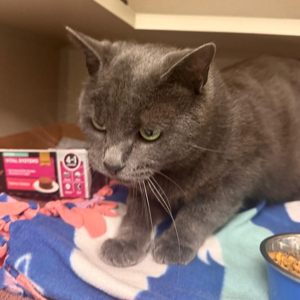 Marlion, a Adoptable Domestic Short Hair in Wheeling, IL image 5/6