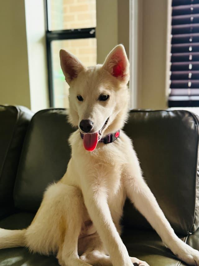 Shiro, Adopted, Young Male Husky.