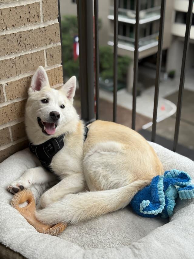 Shiro, a Adopted mixed breed in Houston, TX image 2/3