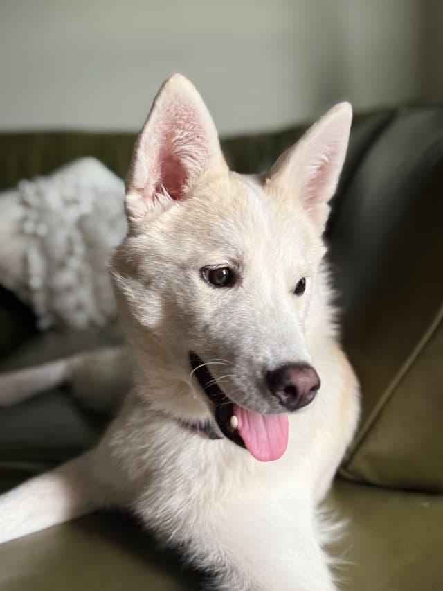 Shiro, a Adopted mixed breed in Houston, TX image 3/3