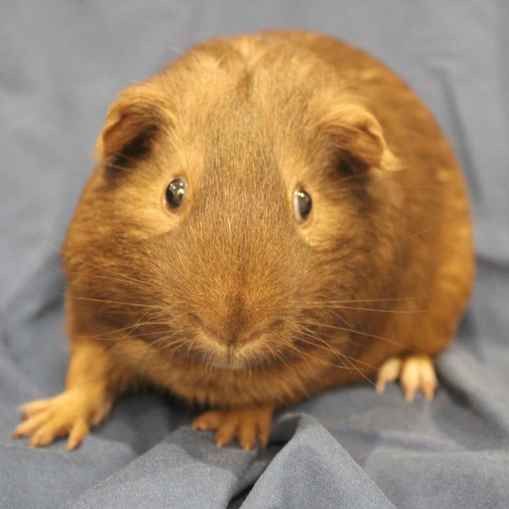Tyrannous, Adoptable, Young Male Guinea Pig.