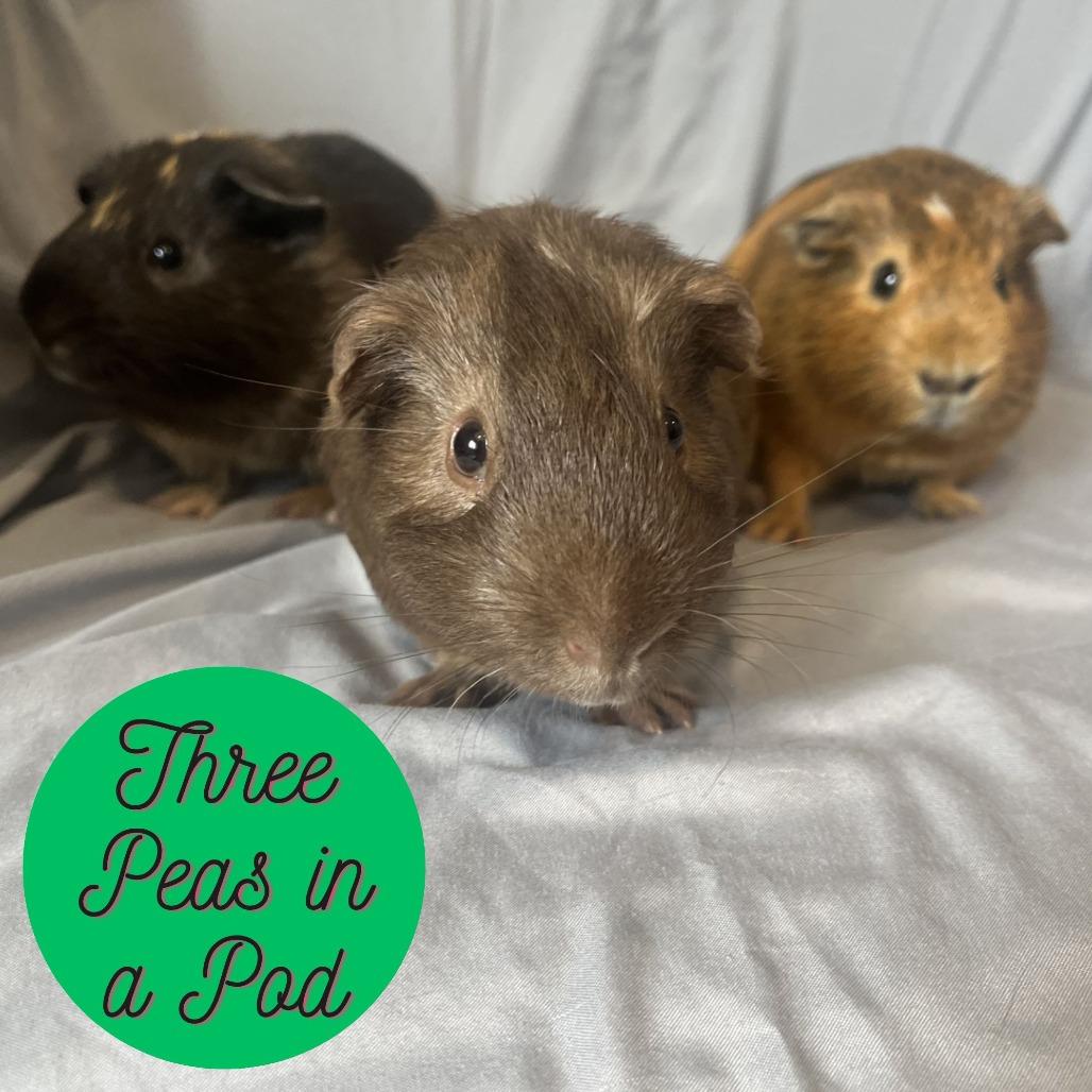 Enlarge Tyrannous, a Adoptable Guinea Pig in Champaign, IL image 3/3