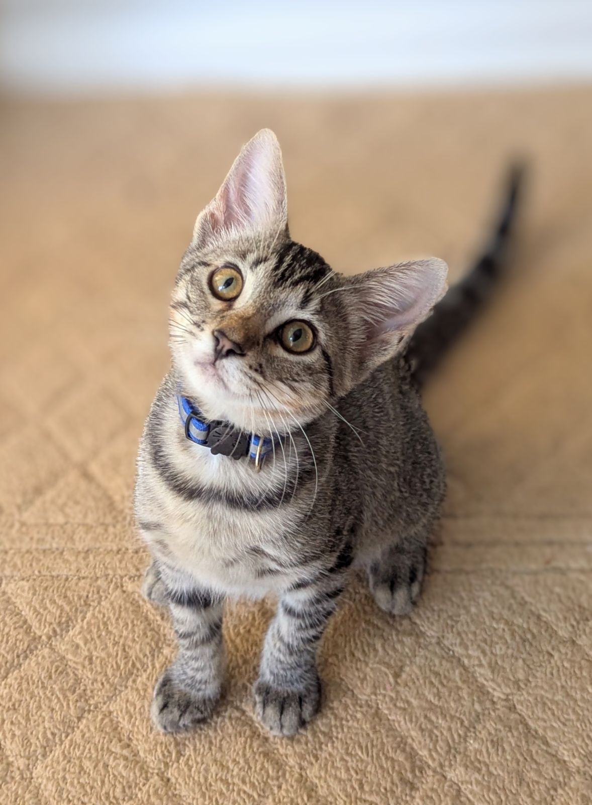 Cat for adoption Doc, a Domestic Short Hair in Murfreesboro, TN