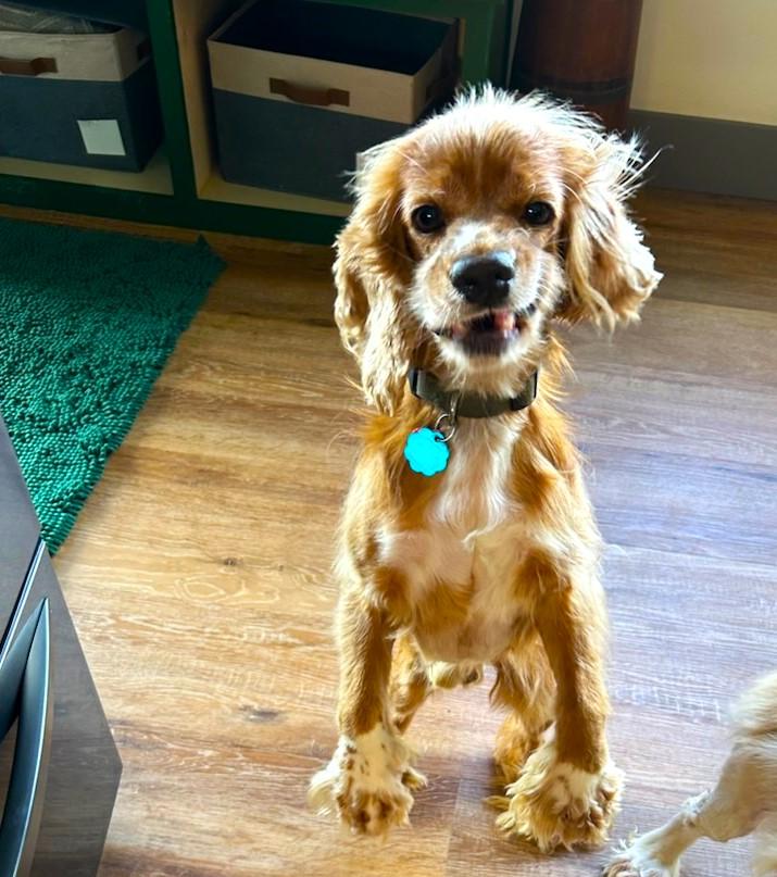 Jimmy, Adopted, Adult Male Cocker Spaniel.