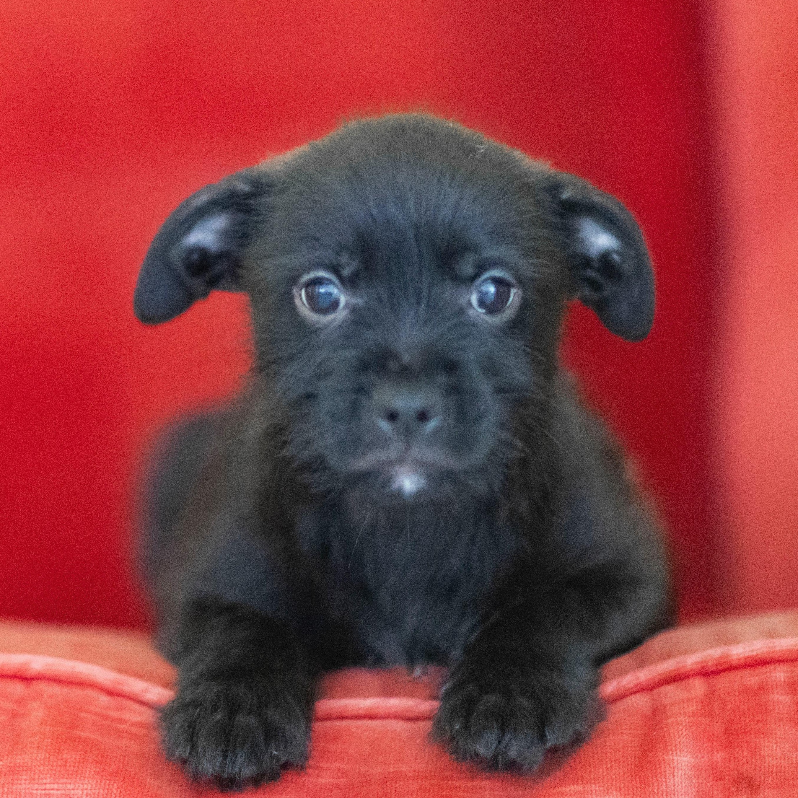 ADAM, a Adoptable mixed breed in Cranston, RI image 1/2