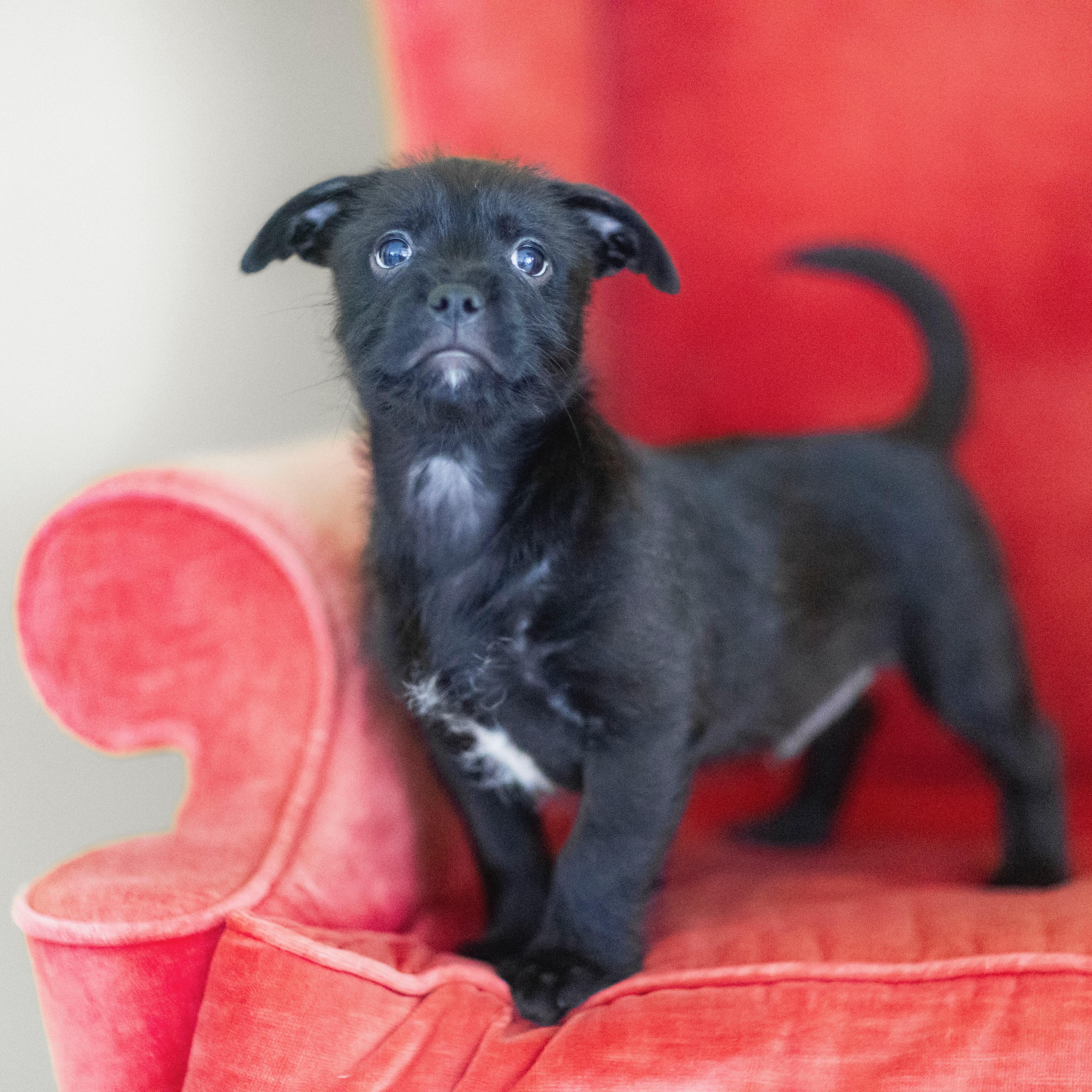 ADAM, a Adoptable mixed breed in Cranston, RI image 2/2