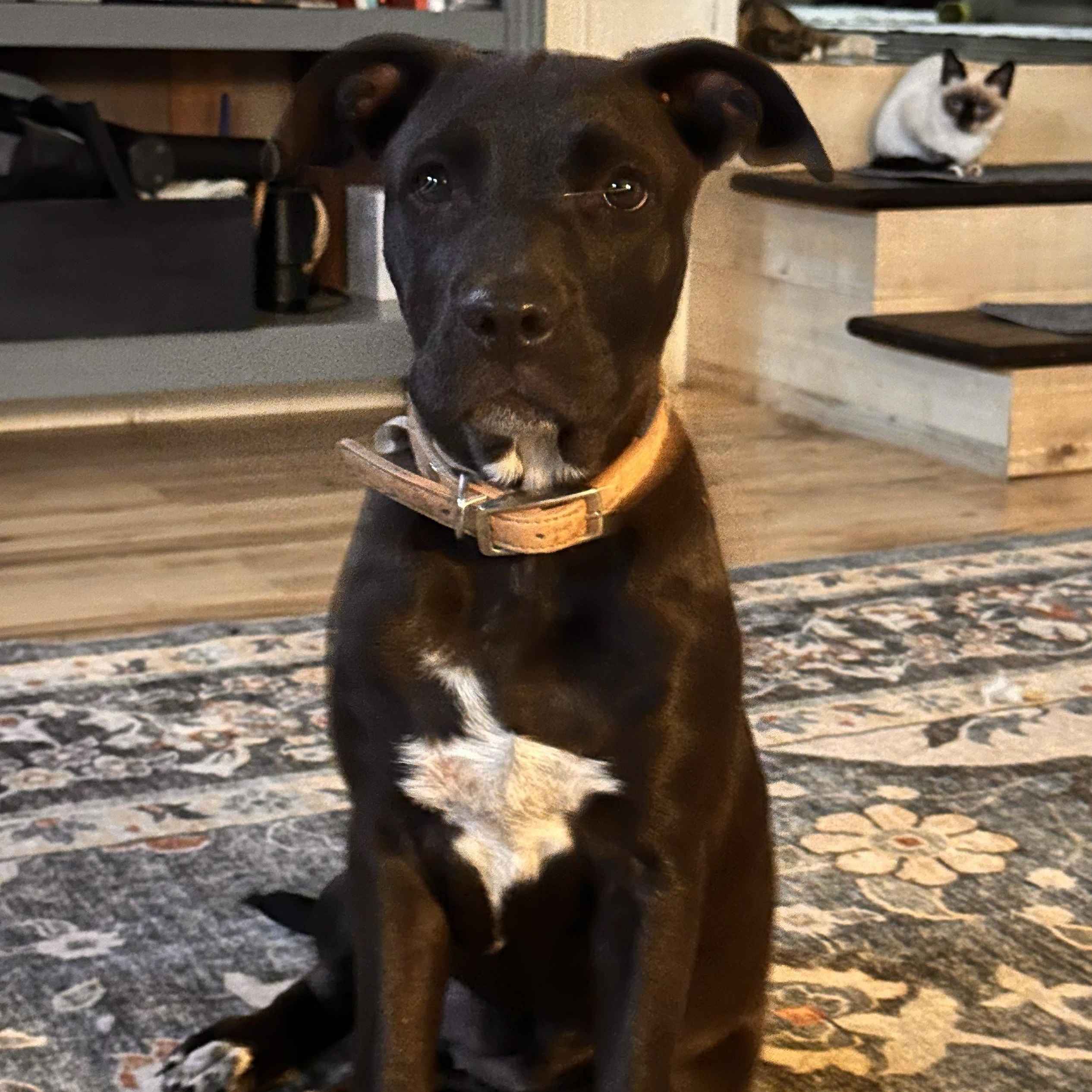 Bailey, Adoptable, Young Female Pit Bull Terrier.