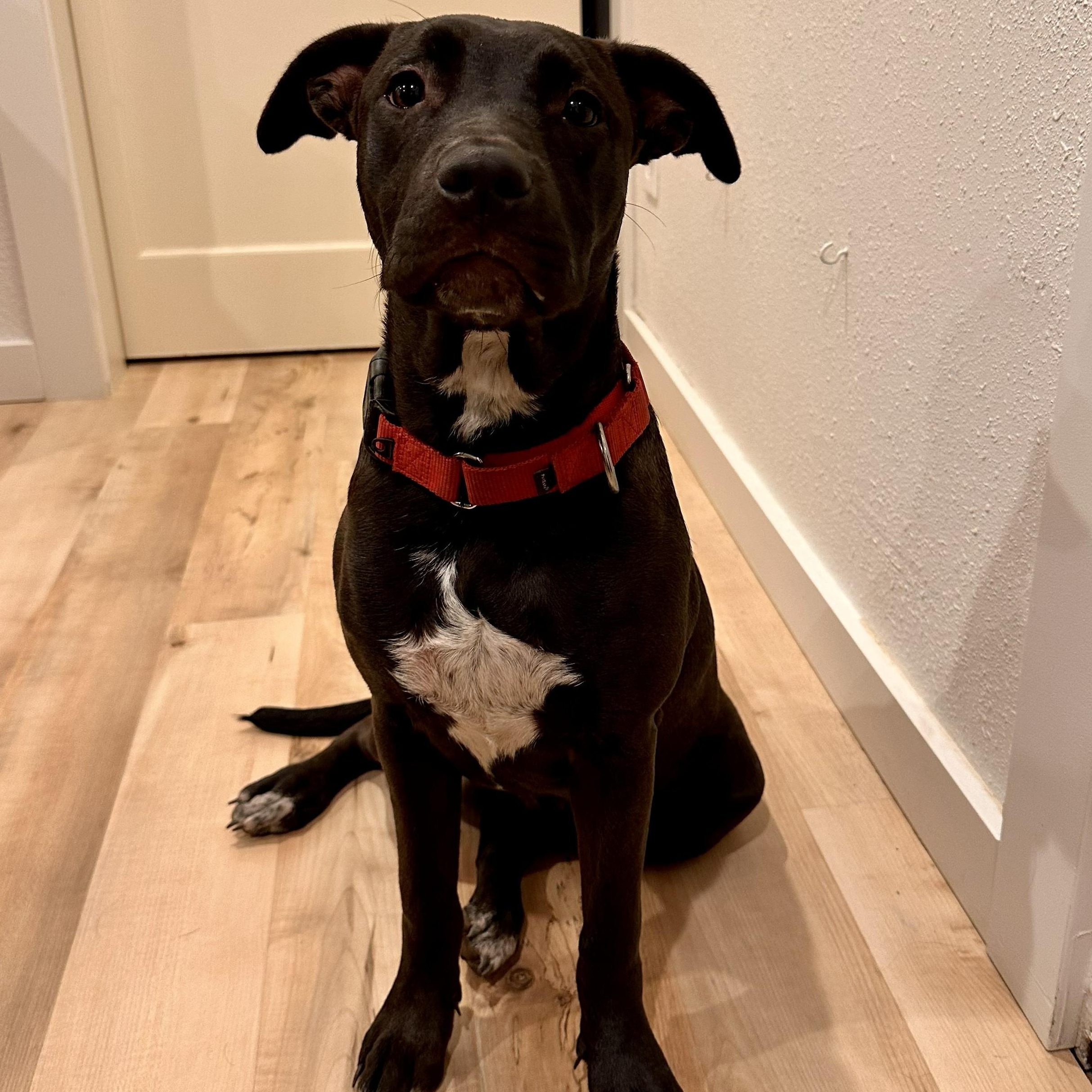 Enlarge Bailey, a Adoptable mixed breed in Ellensburg, WA image 3/4