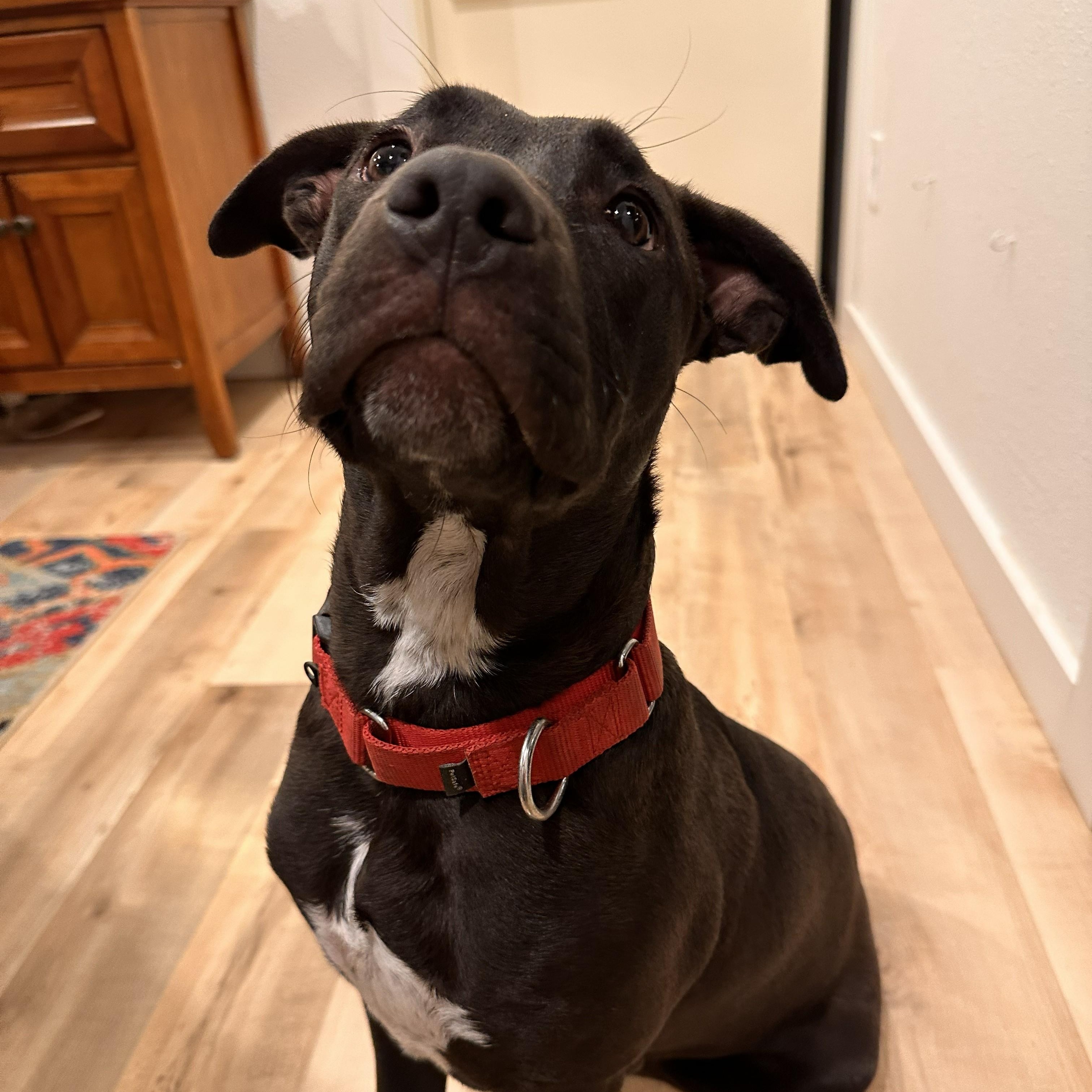 Enlarge Bailey, a Adoptable mixed breed in Ellensburg, WA image 4/4