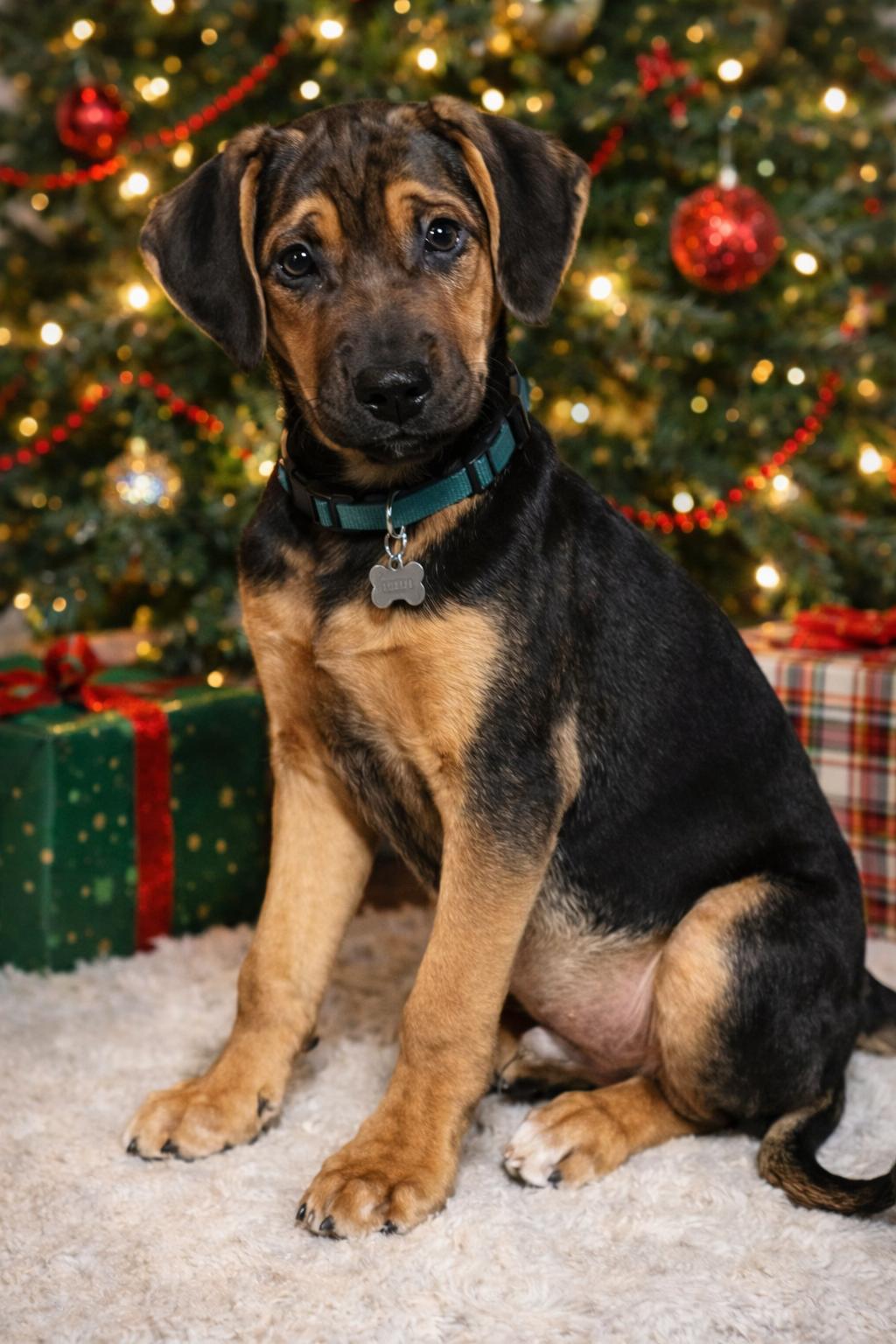 Enlarge Bumble, a Adoptable mixed breed in Florissant, MO image 1/6