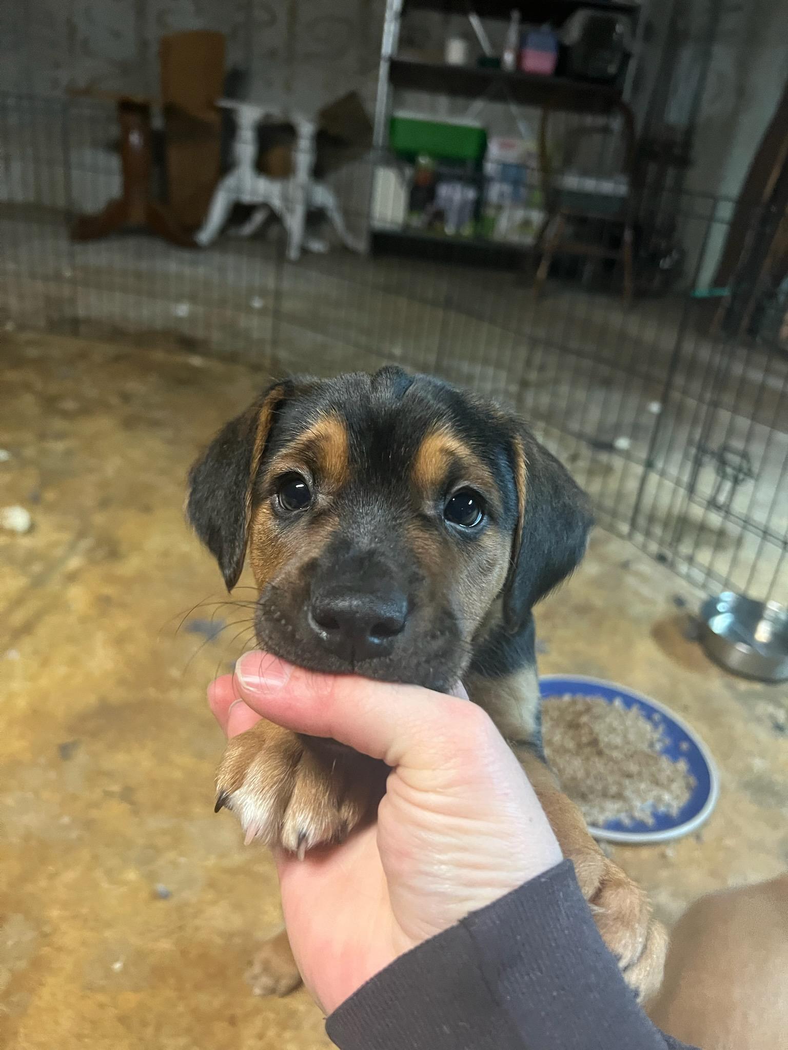 Enlarge Bumble, a Adoptable mixed breed in Florissant, MO image 2/6