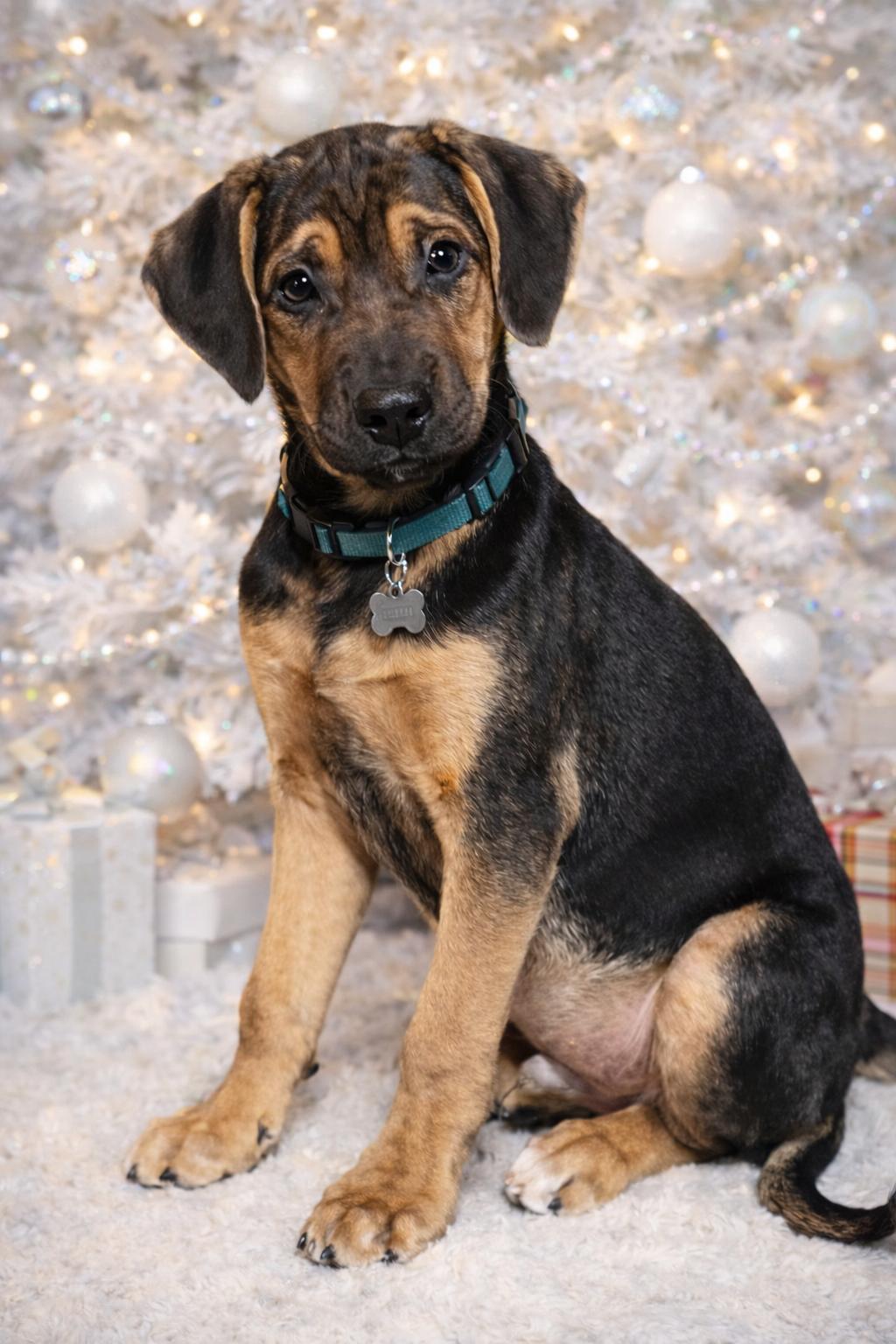 Enlarge Bumble, a Adoptable mixed breed in Florissant, MO image 5/6