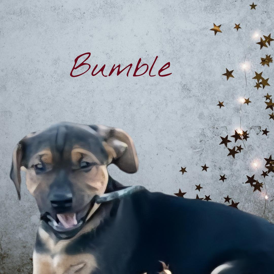 Enlarge Bumble, a Adoptable mixed breed in Florissant, MO image 6/6