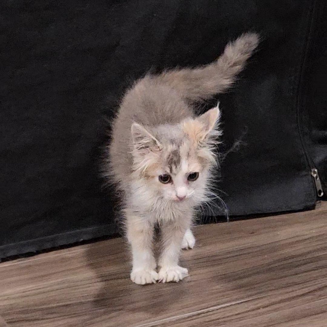 Lilo, Adopted, Kitten Female Dilute Calico.