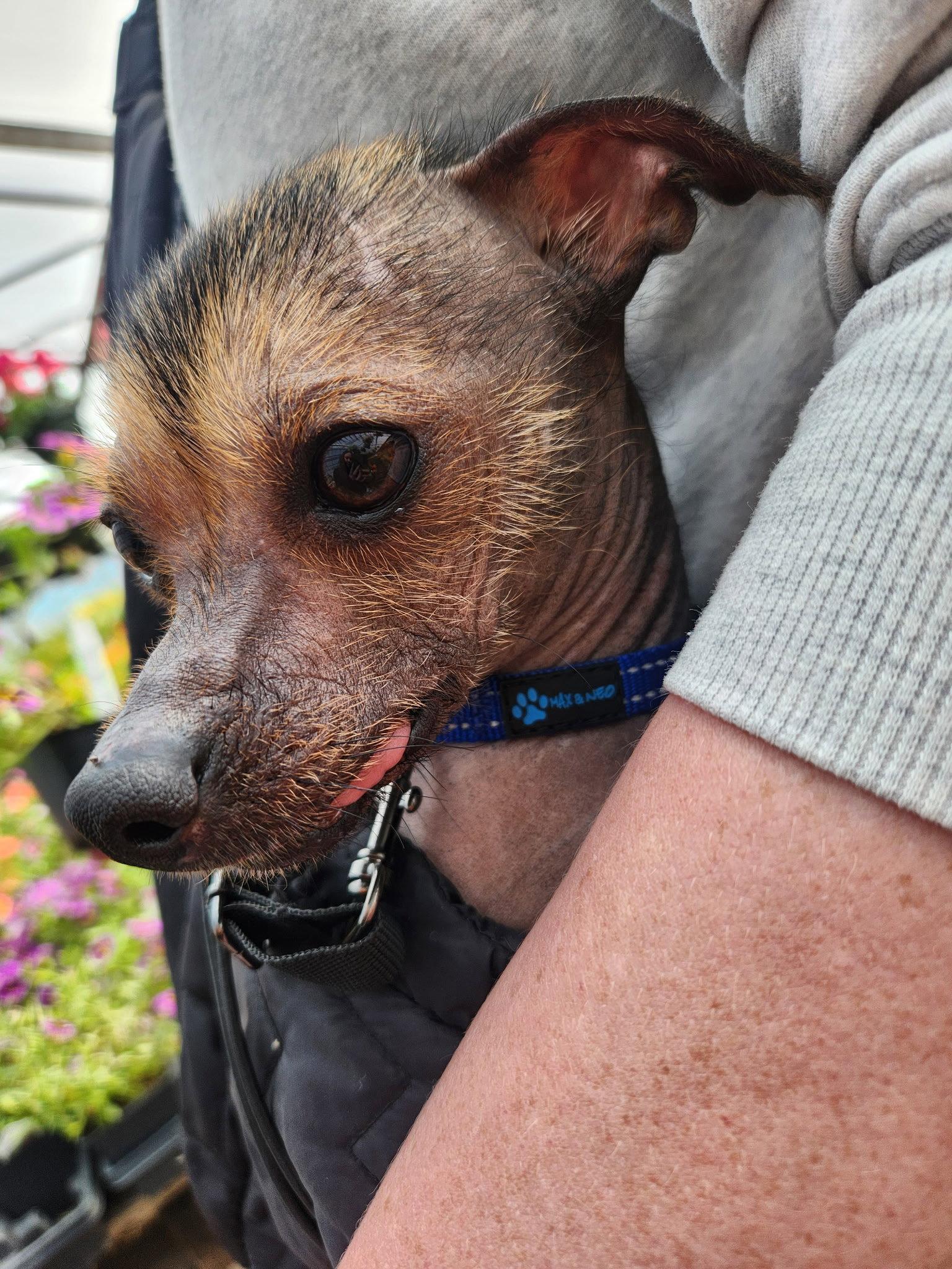 Cricket, Adoptable, Adult Male Chinese Crested Dog.