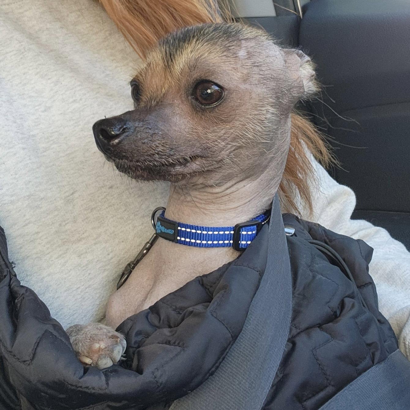 Enlarge Cricket, a Adoptable Chinese Crested Dog in Topeka, KS image 2/2