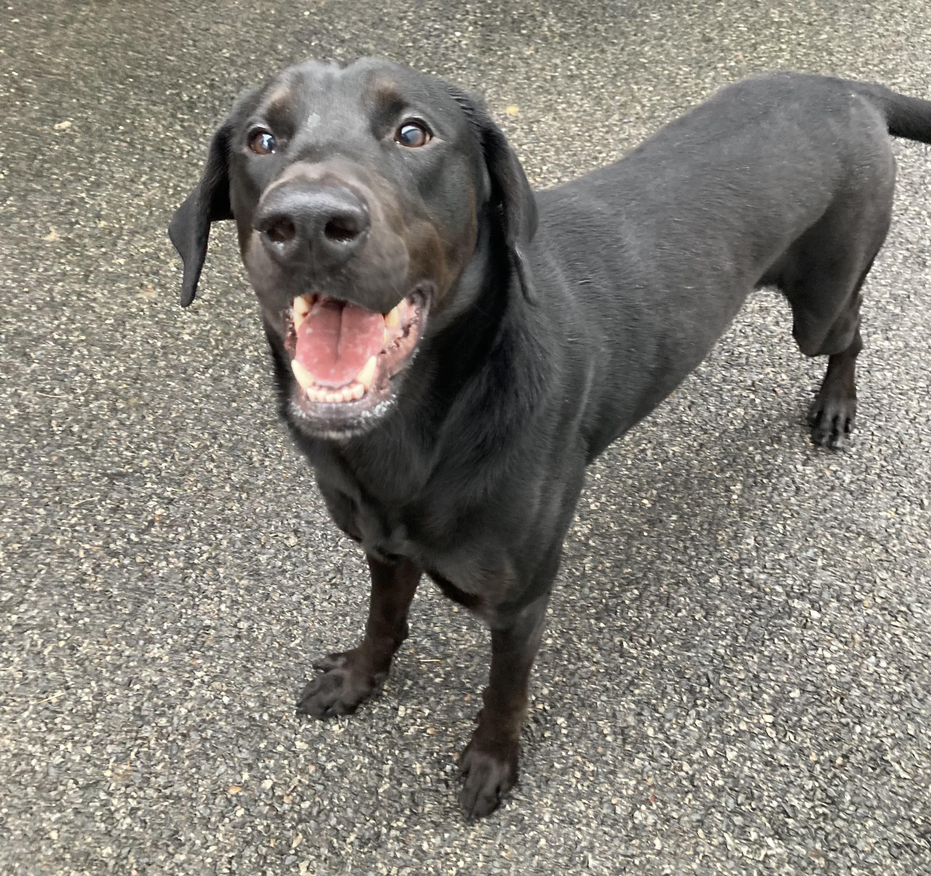 Myles, a Adoptable mixed breed in Providence, RI image 2/5