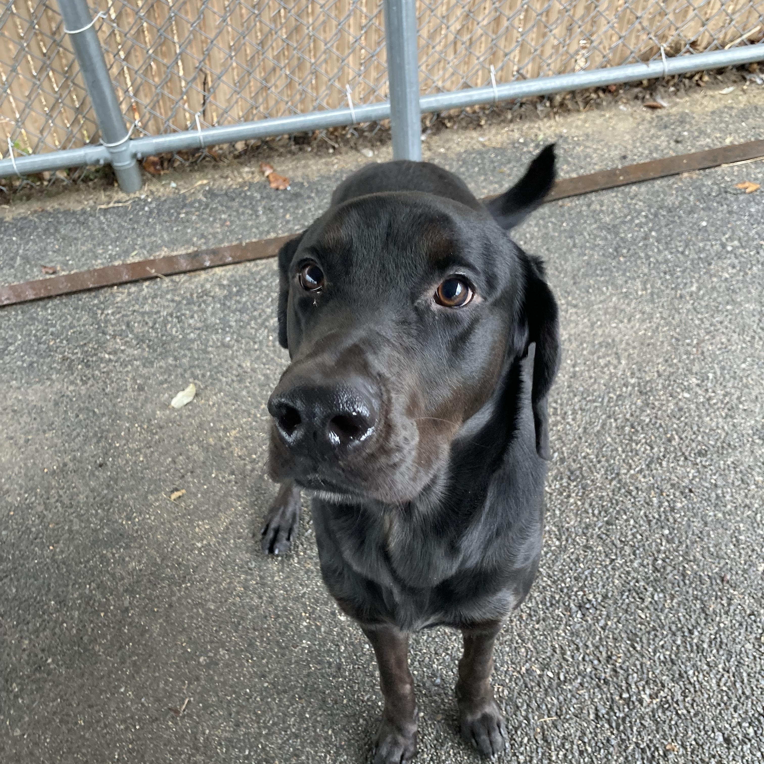 Myles, a Adoptable mixed breed in Providence, RI image 3/5