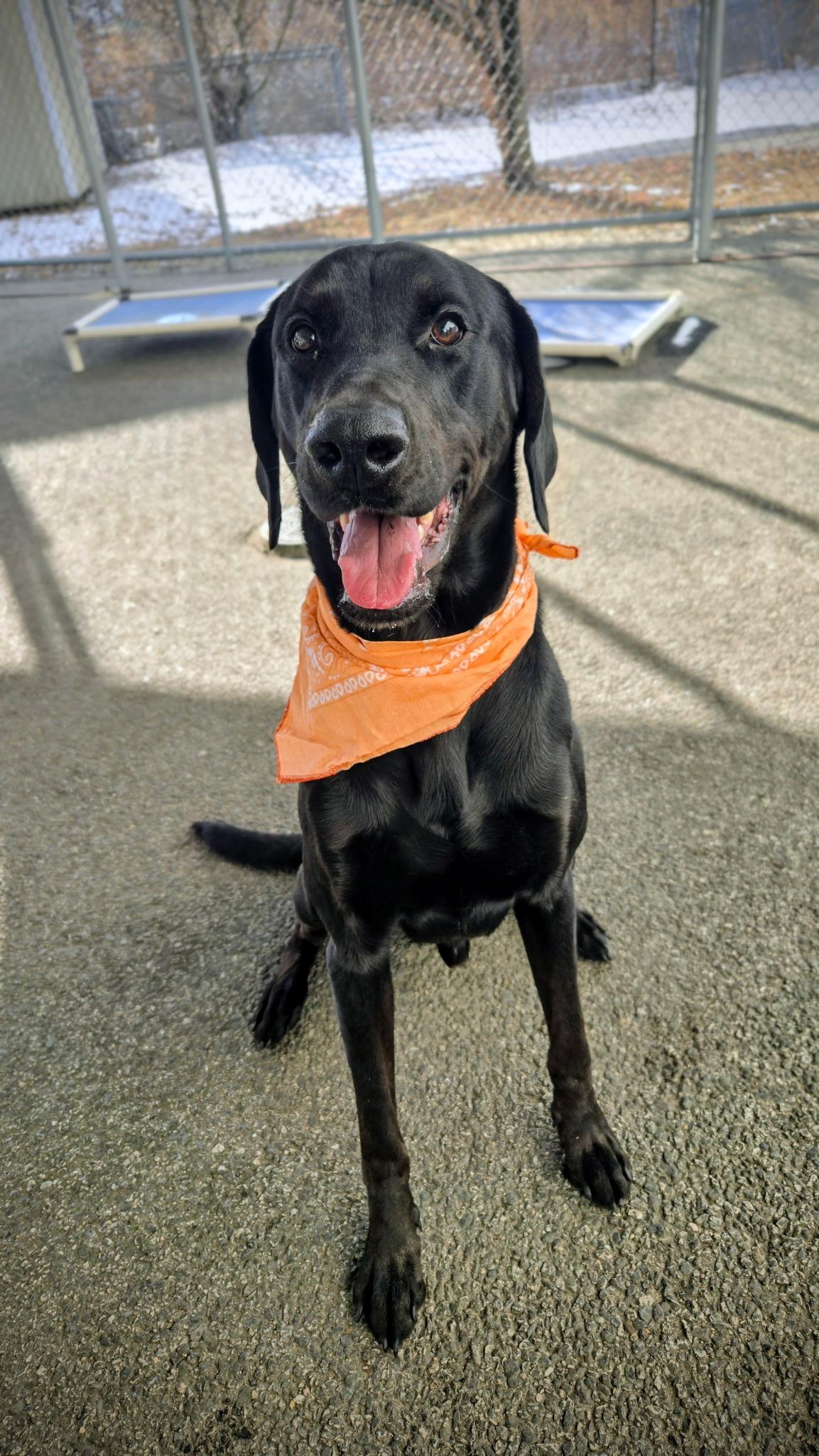 Myles, a Adoptable mixed breed in Providence, RI image 1/5