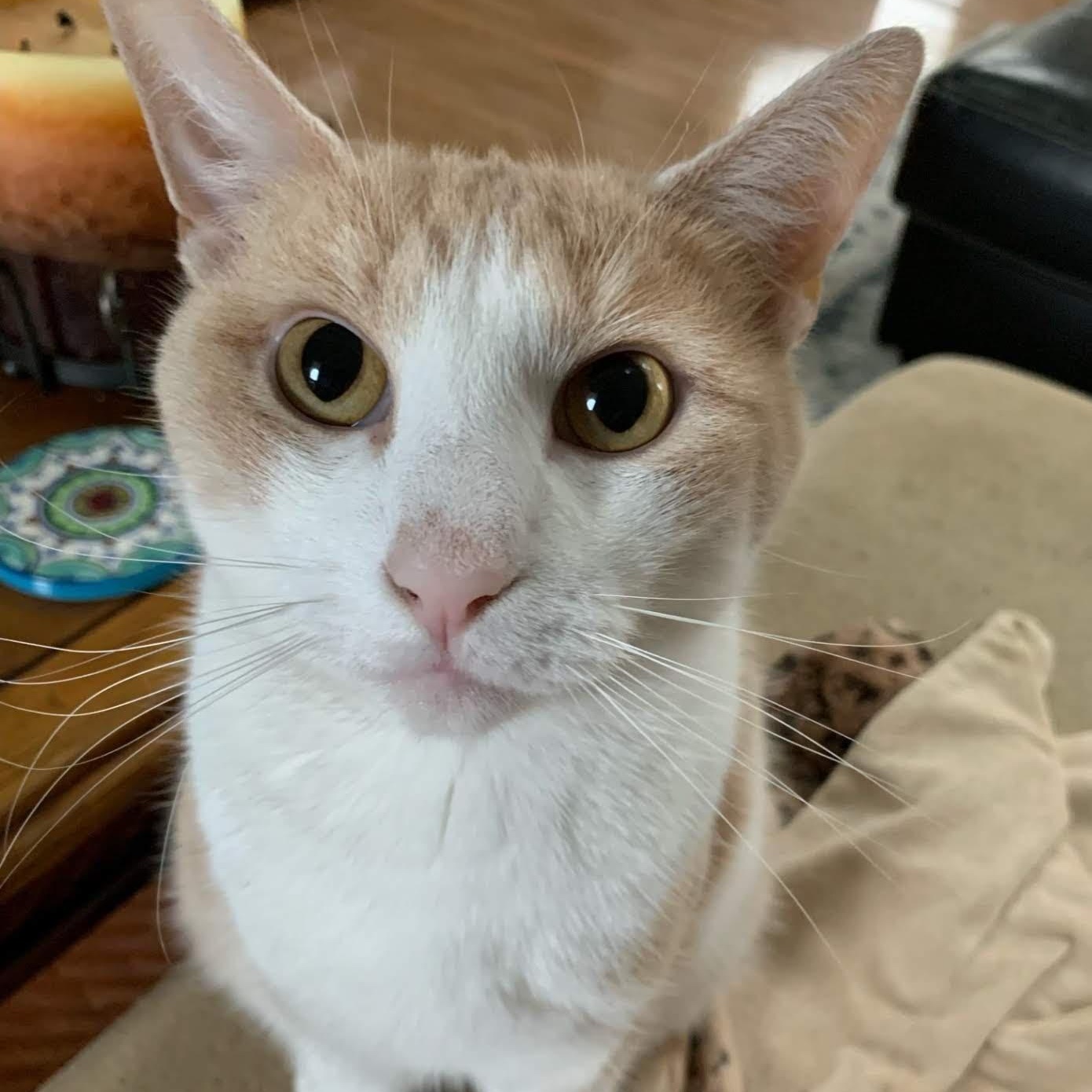 Enlarge Bilbo Baggins- Bonded with Mittens-Courtesy Post, a Adoptable Domestic Short Hair in Frederick, MD image 1/5