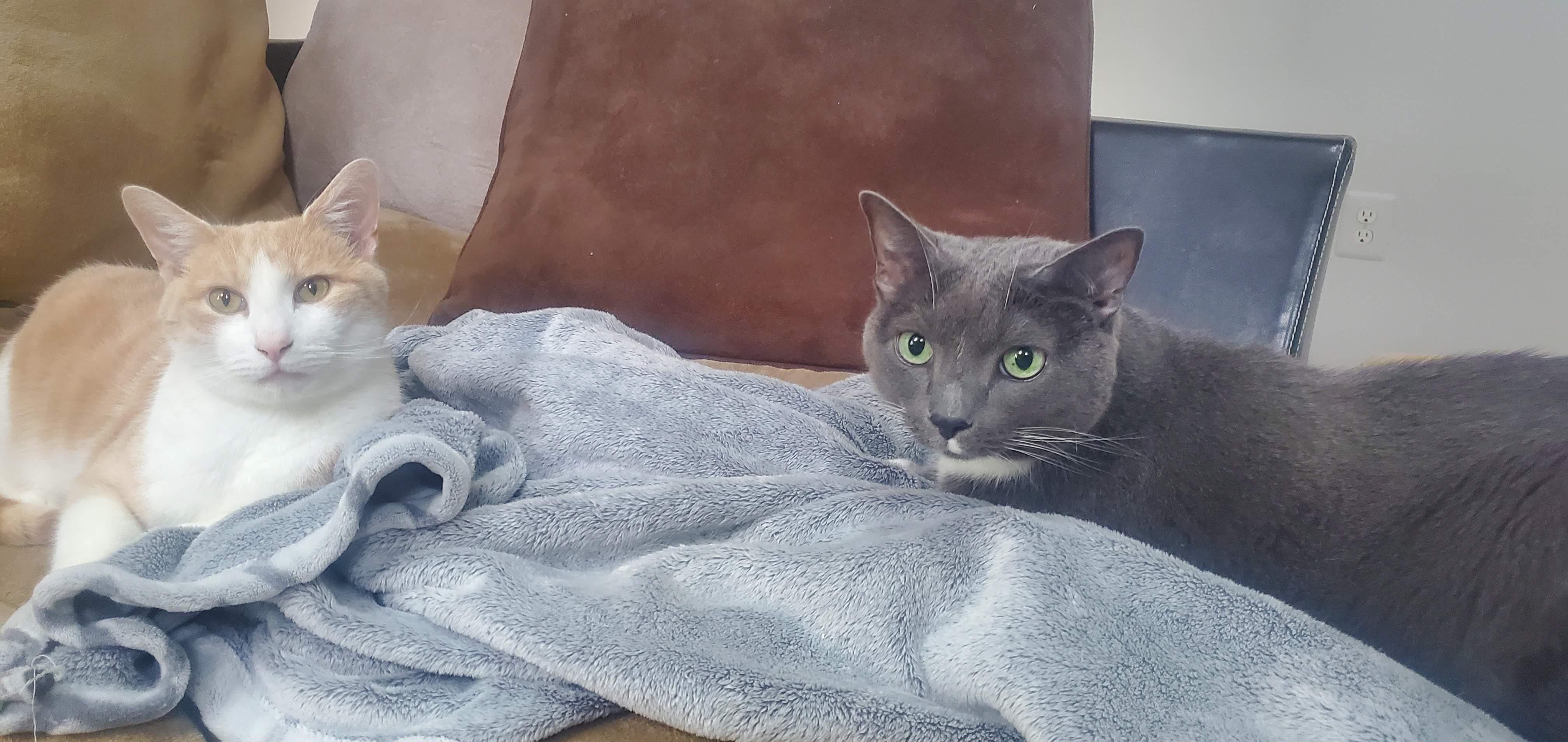 Enlarge Bilbo Baggins- Bonded with Mittens-Courtesy Post, a Adoptable Domestic Short Hair in Frederick, MD image 4/5
