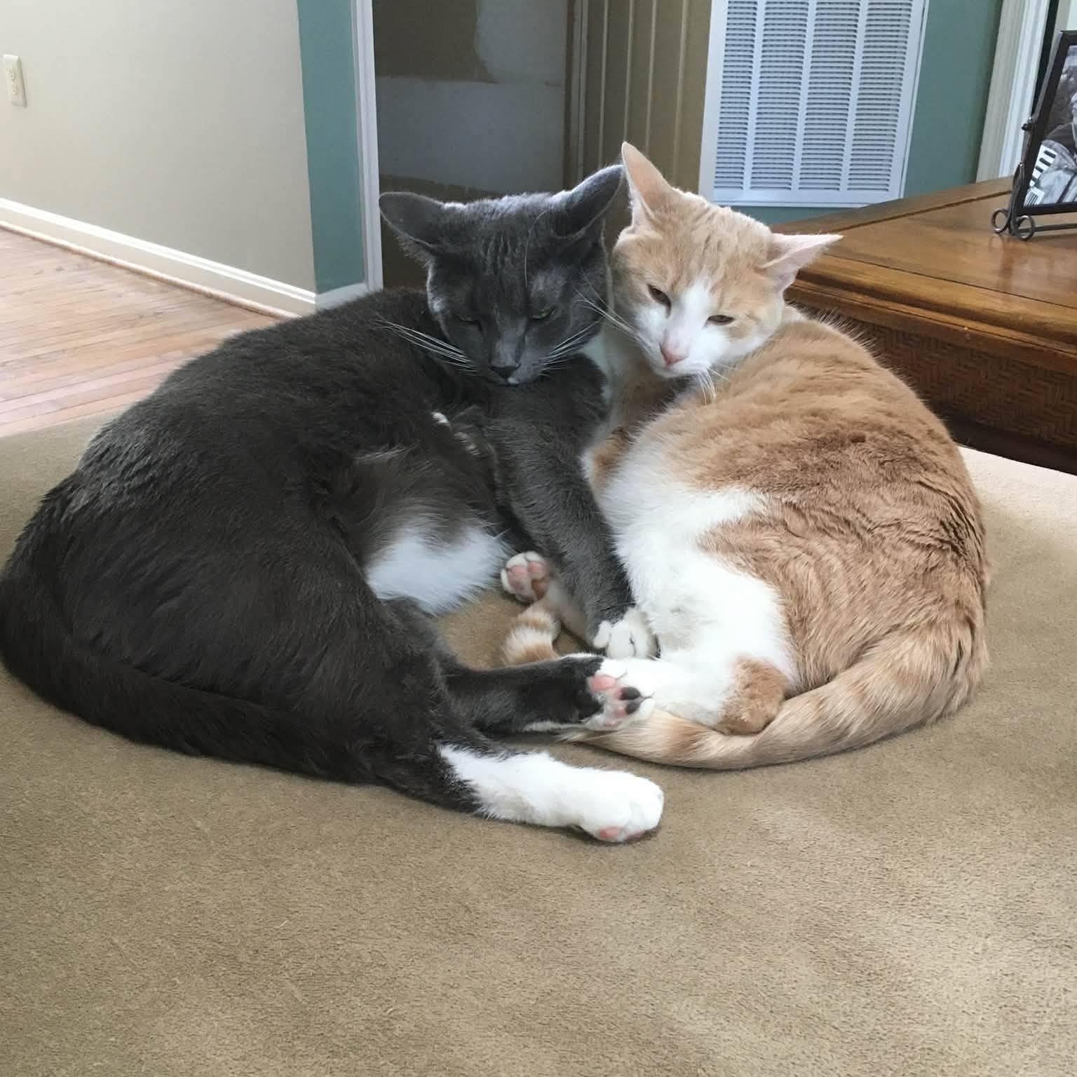 Enlarge Bilbo Baggins- Bonded with Mittens-Courtesy Post, a Adoptable Domestic Short Hair in Frederick, MD image 3/5