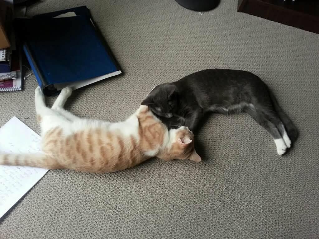Enlarge Bilbo Baggins- Bonded with Mittens-Courtesy Post, a Adoptable Domestic Short Hair in Frederick, MD image 5/5