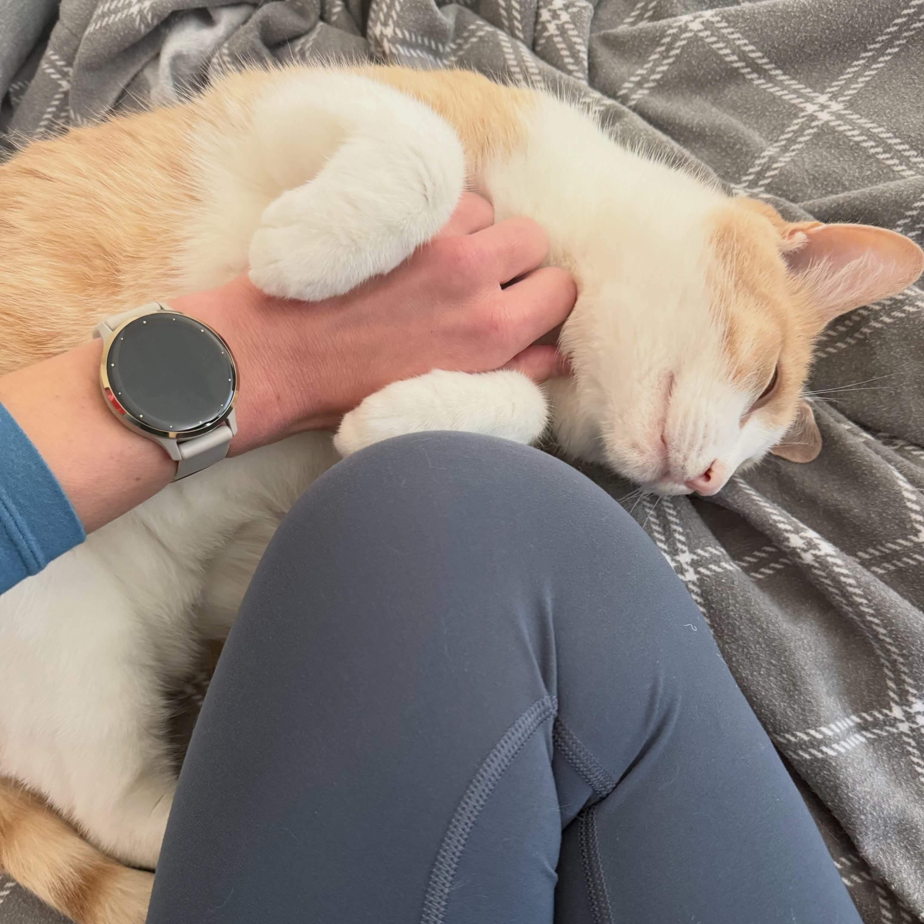 Enlarge Bilbo Baggins- Bonded with Mittens-Courtesy Post, a Adoptable Domestic Short Hair in Frederick, MD image 2/5