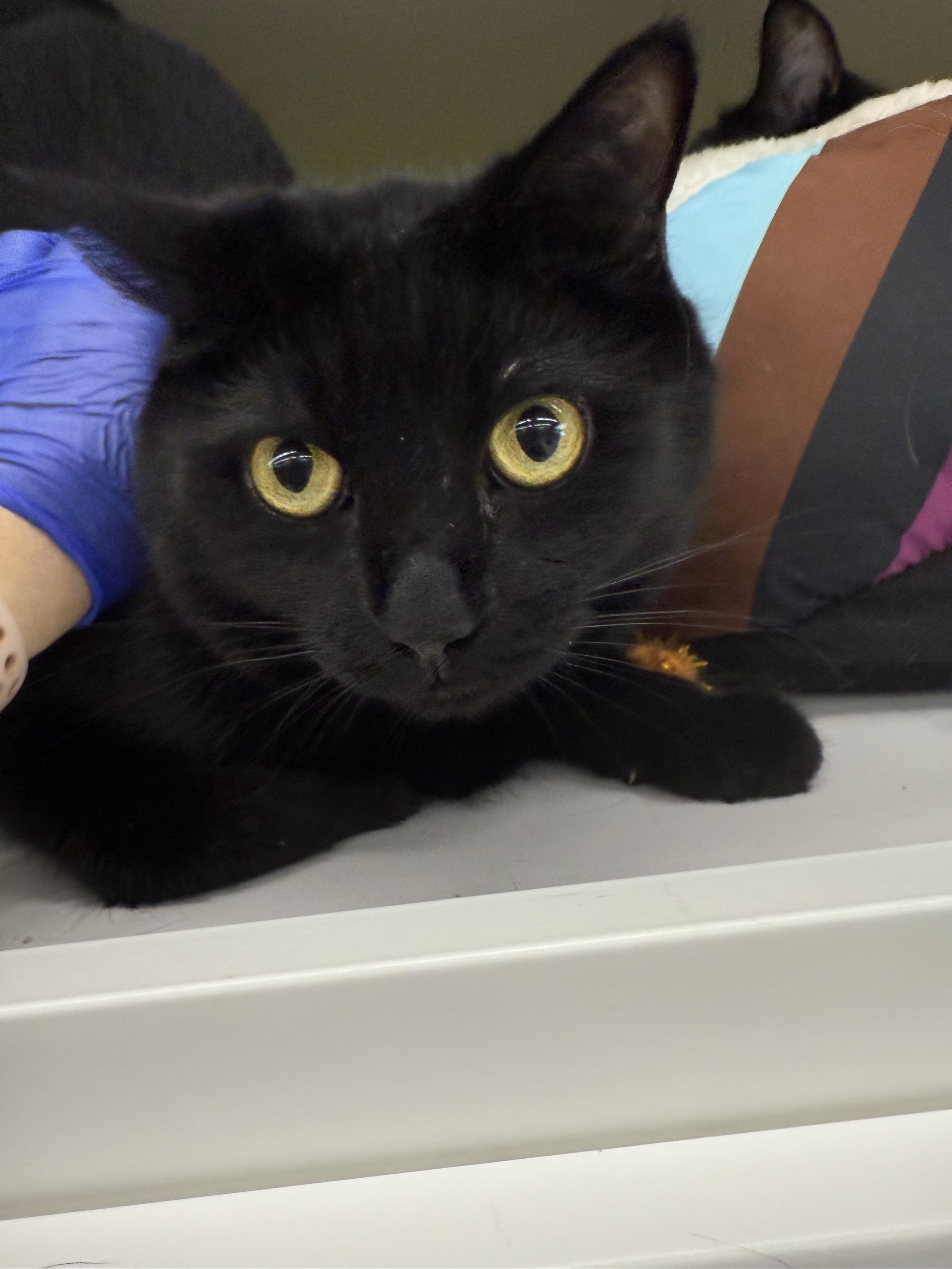 family cats　0618 Cat for adoption - Louie & Purrcilla (Bonded Pair), a