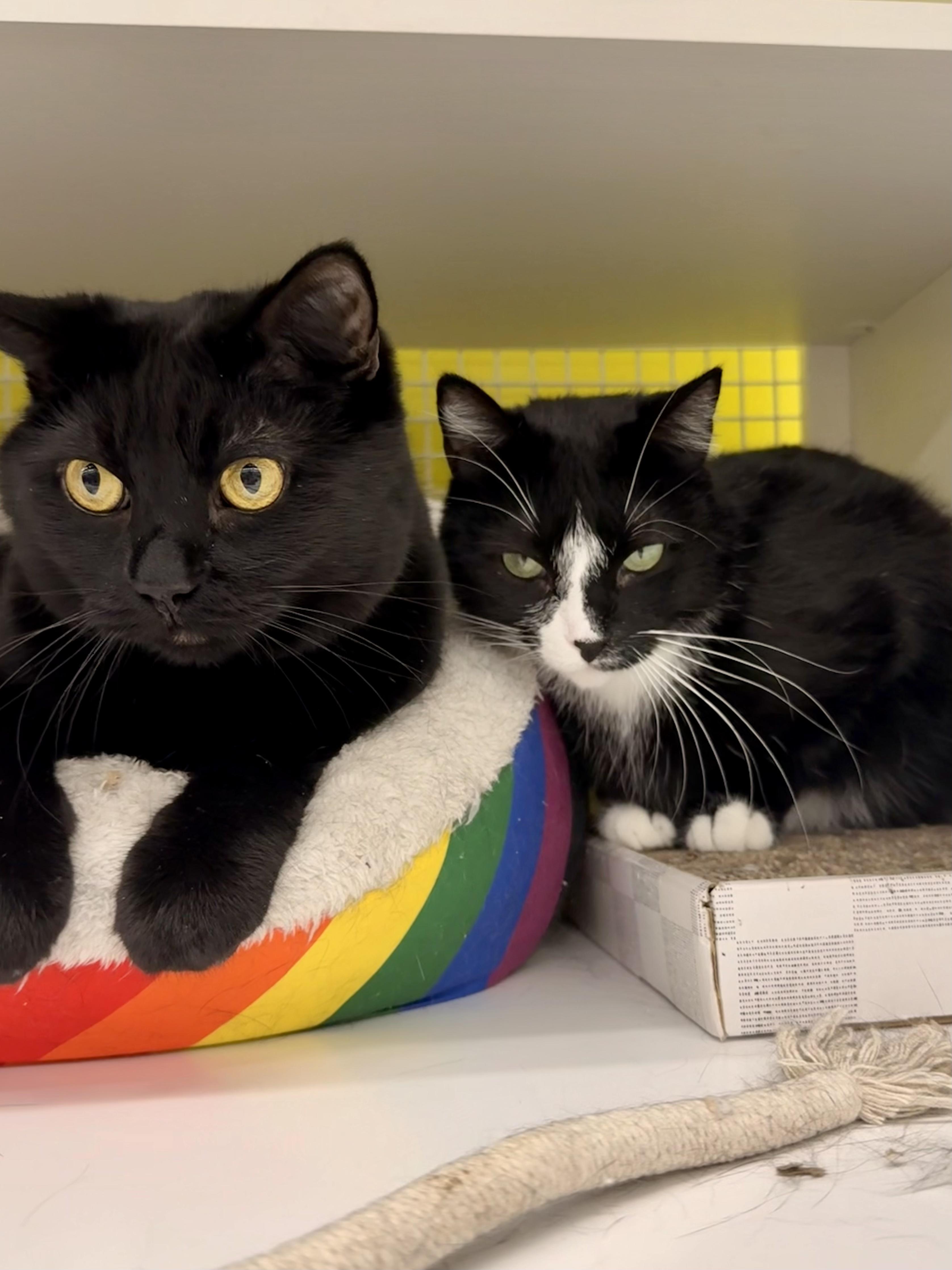 family cats　0618 Cat for adoption - Louie & Purrcilla (Bonded Pair), a