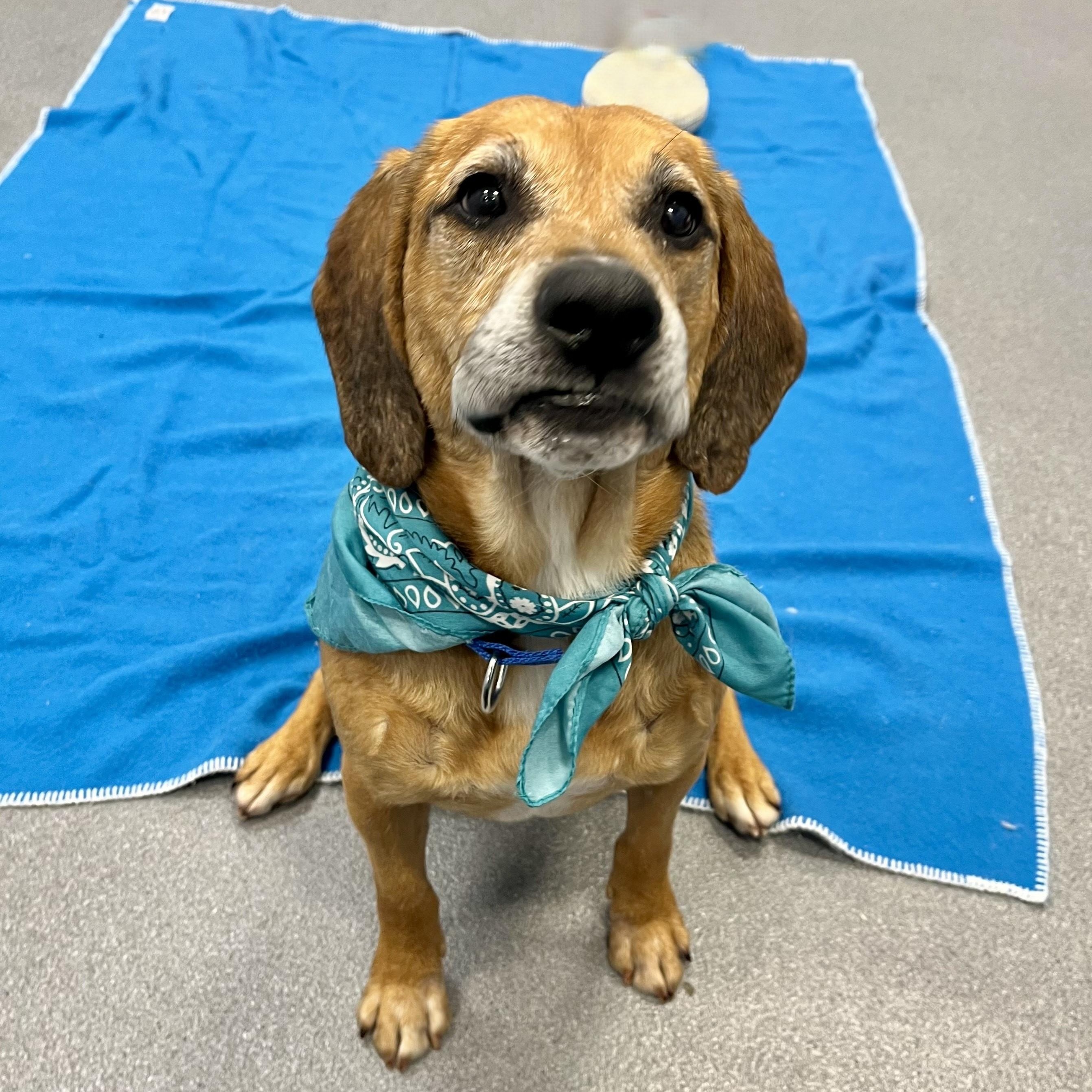 Enlarge Luigi, an adoptable Mixed Breed in Canal Winchester, OH image 1/4