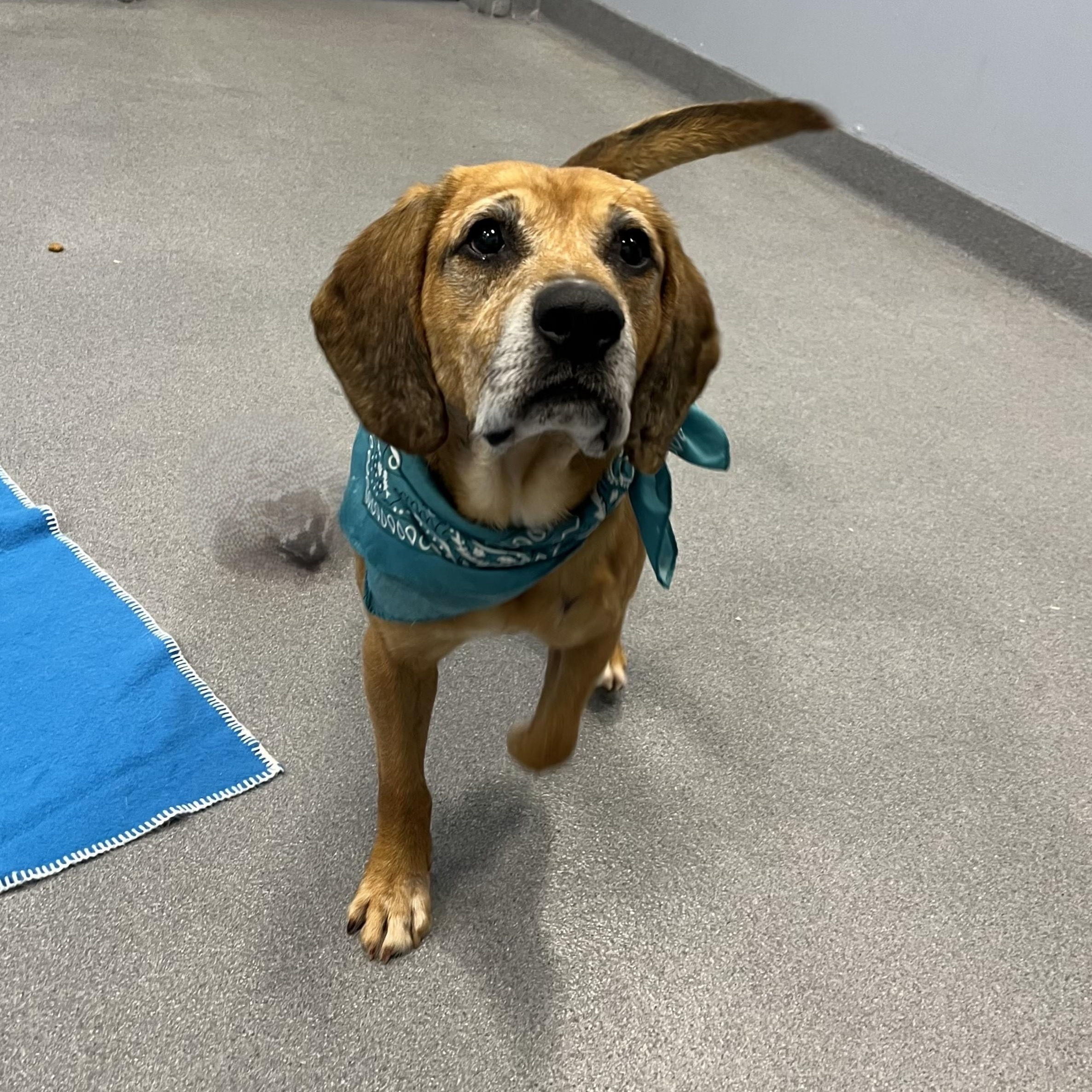 Enlarge Luigi, an adoptable Mixed Breed in Canal Winchester, OH image 4/4