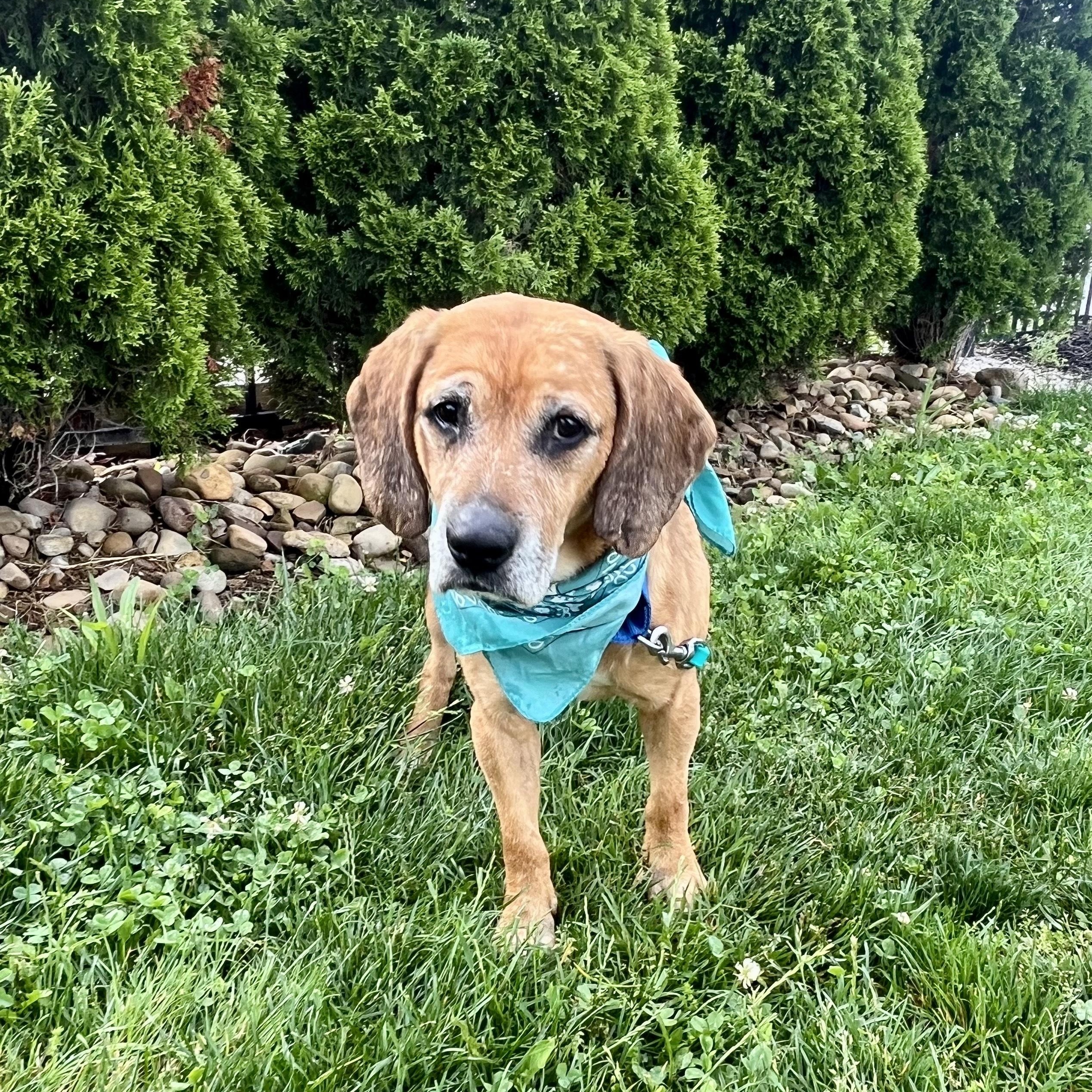 Enlarge Luigi, an adoptable Mixed Breed in Canal Winchester, OH image 2/4