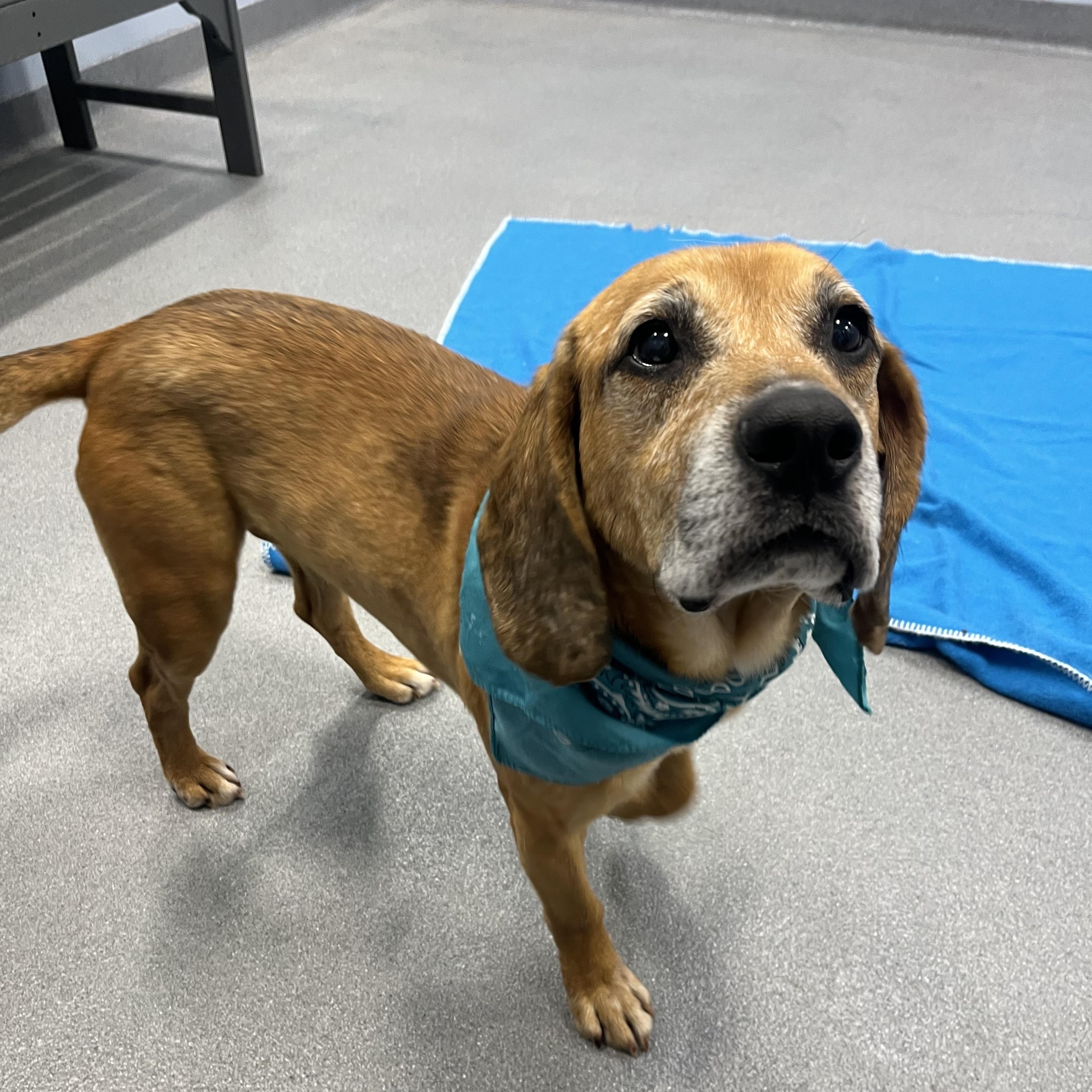 Enlarge Luigi, an adoptable Mixed Breed in Canal Winchester, OH image 3/4