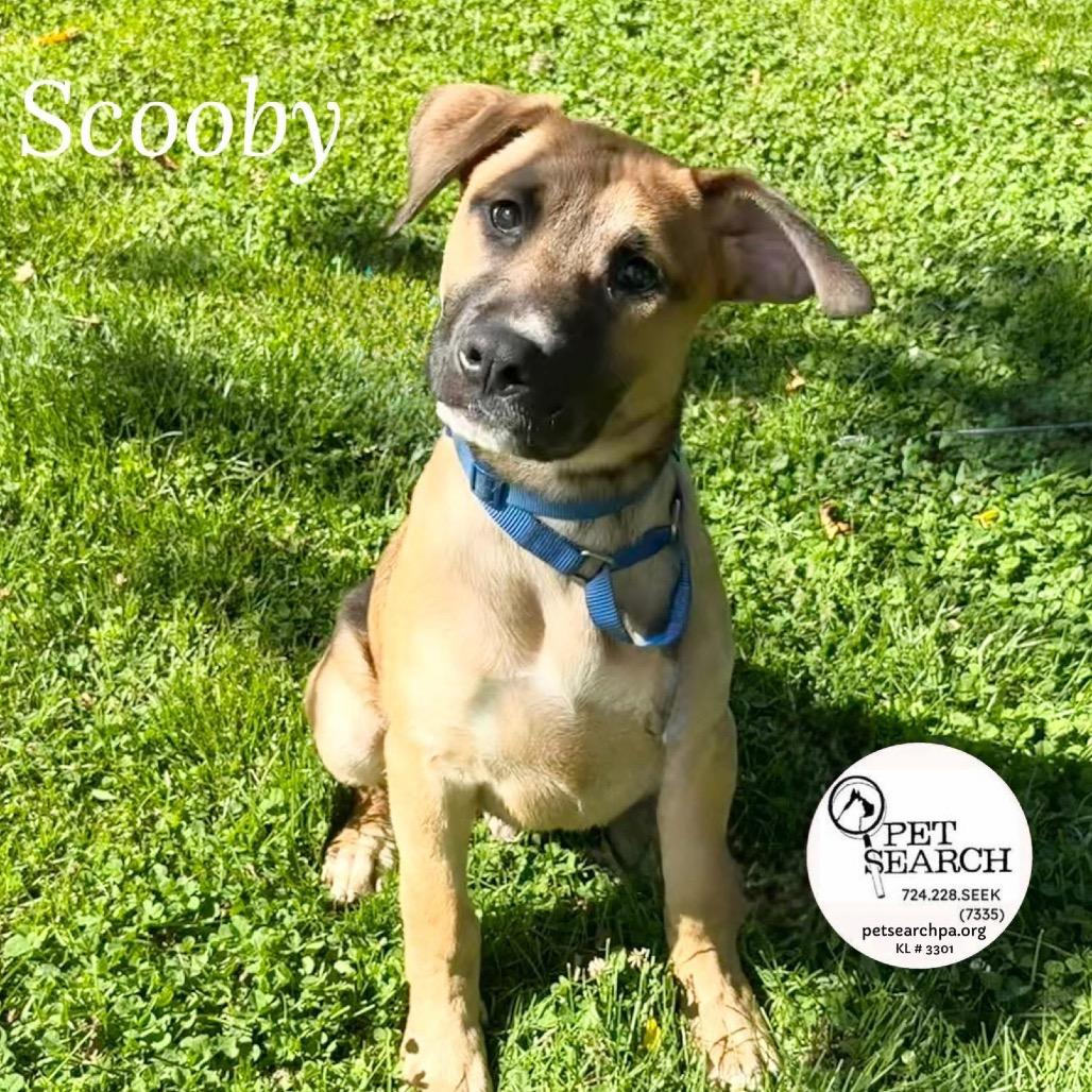 Little Scooby, Adoptable, Young Male Black Mouth Cur & Rhodesian Ridgeback.
