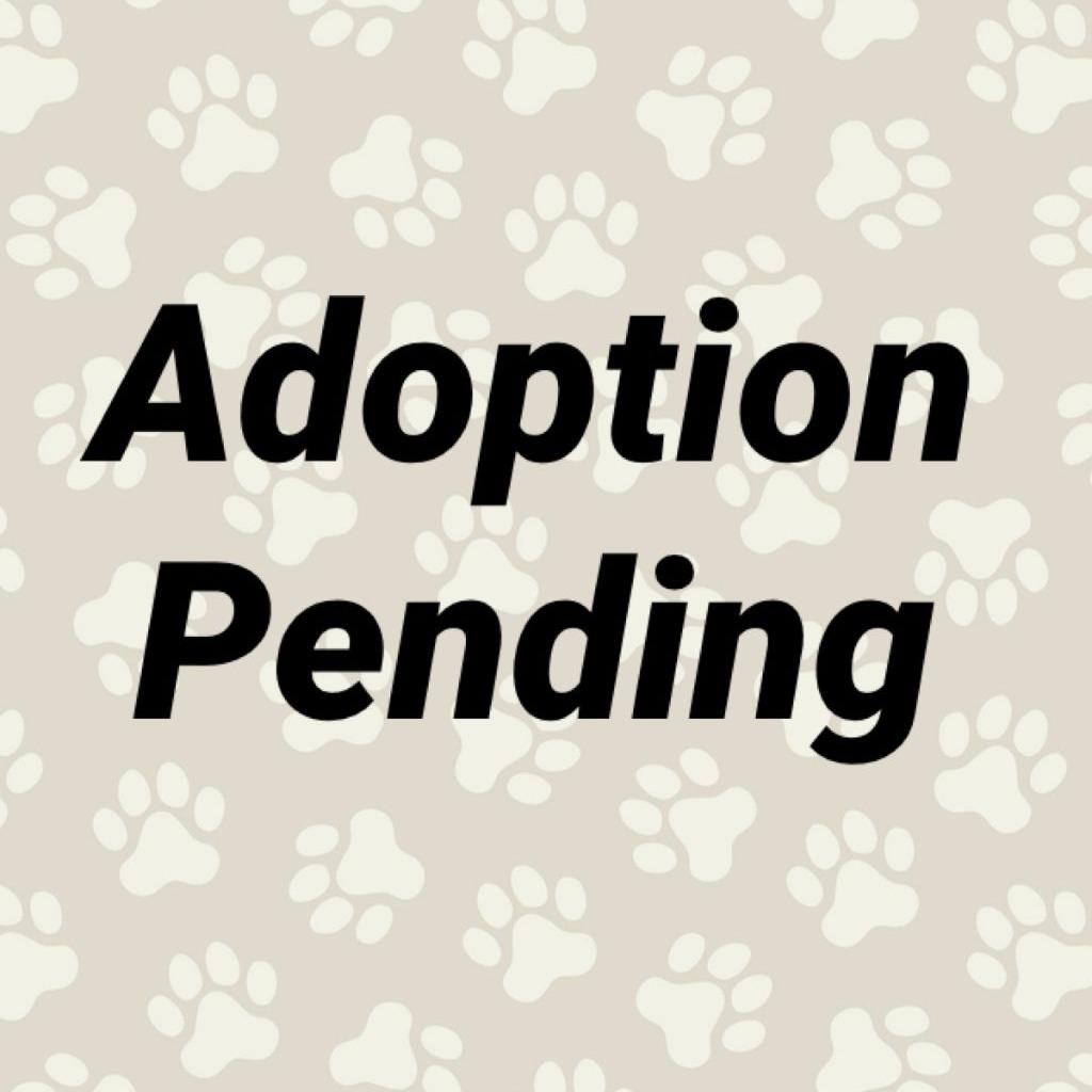 Enlarge Little Scooby, a Adoptable mixed breed in Washington, PA image 2/2