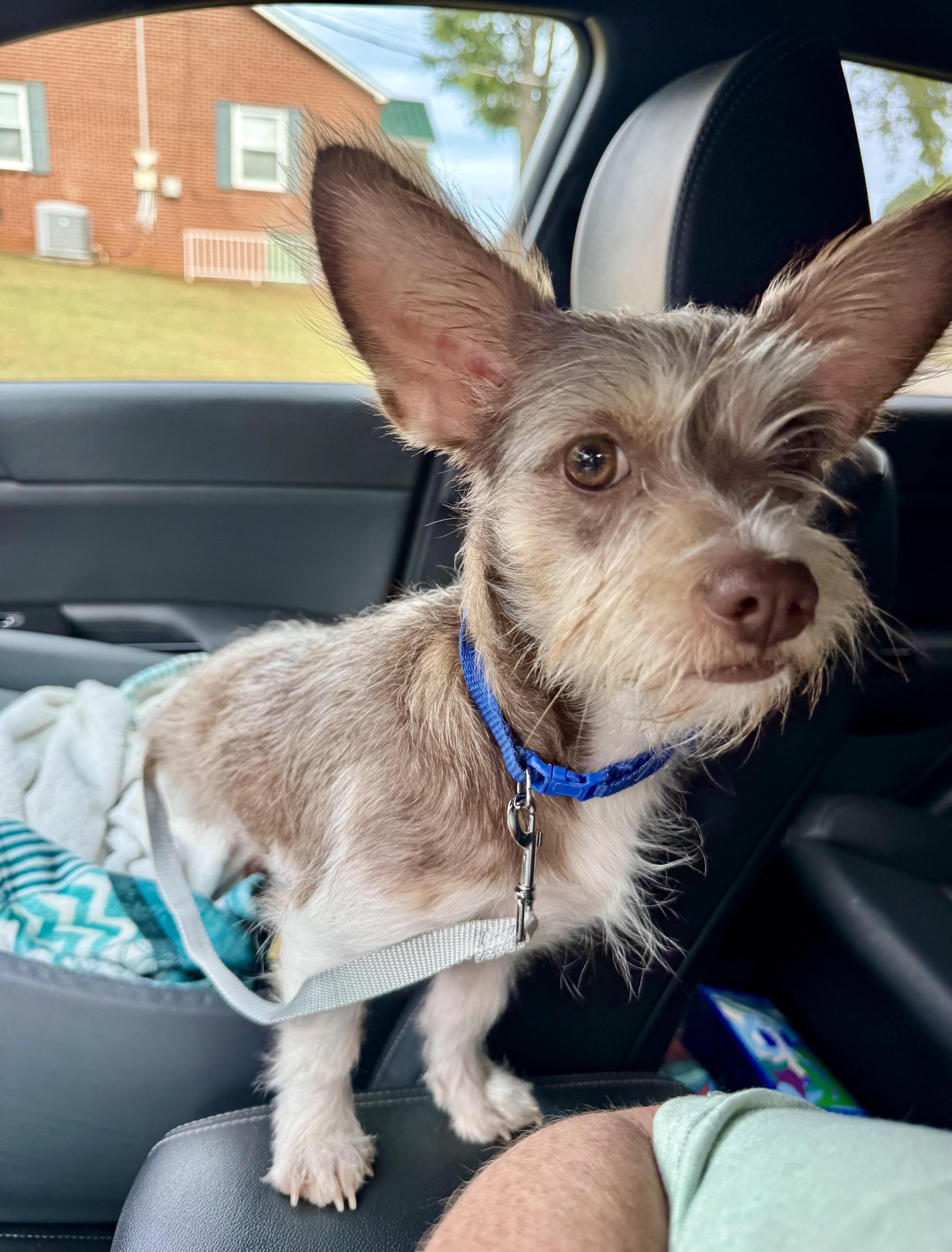 Enlarge Honolulu, a ADOPTABLE mixed breed in Maiden, NC image 2/4