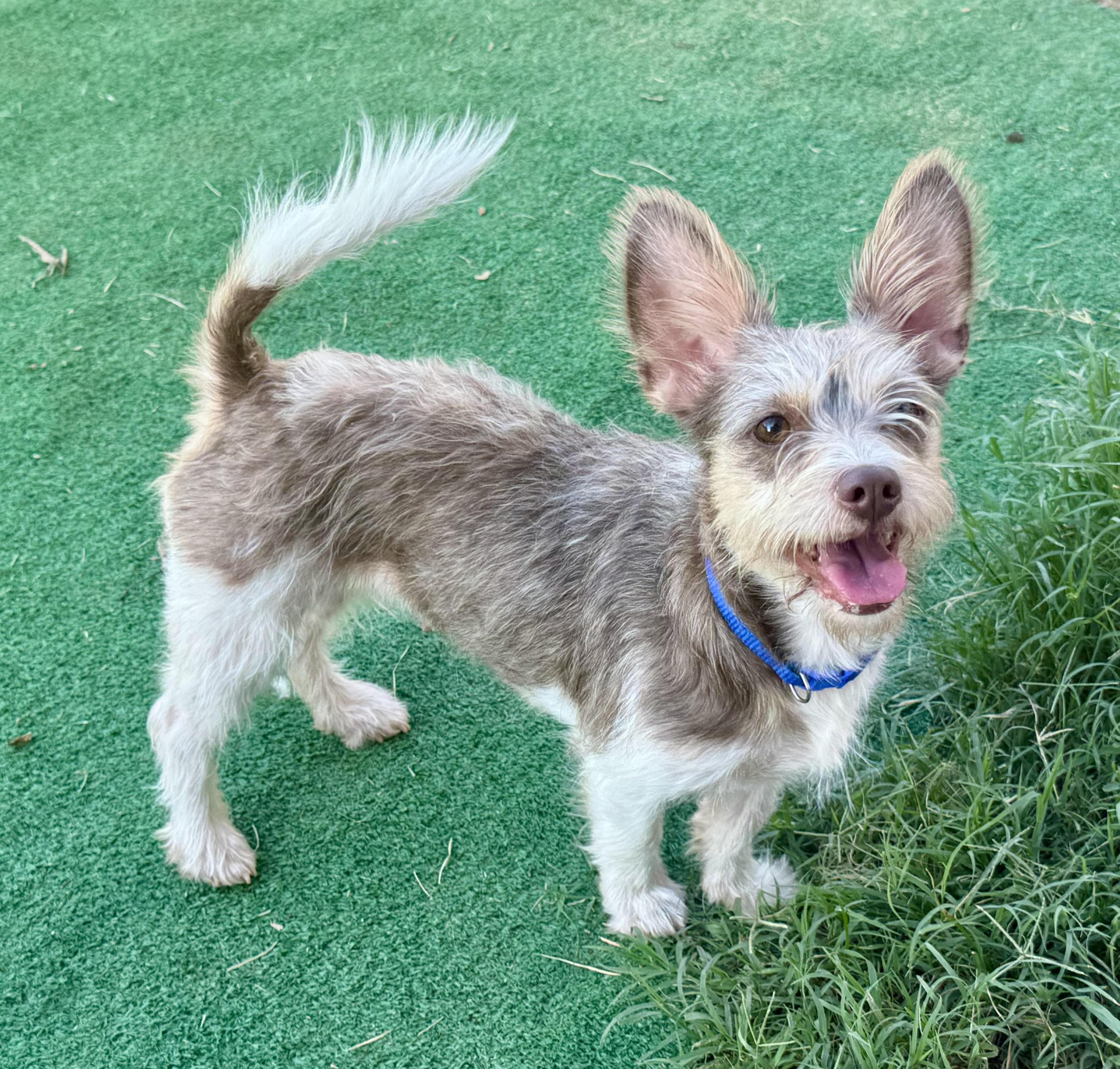 Honolulu, ADOPTABLE, Young Female Yorkshire Terrier.