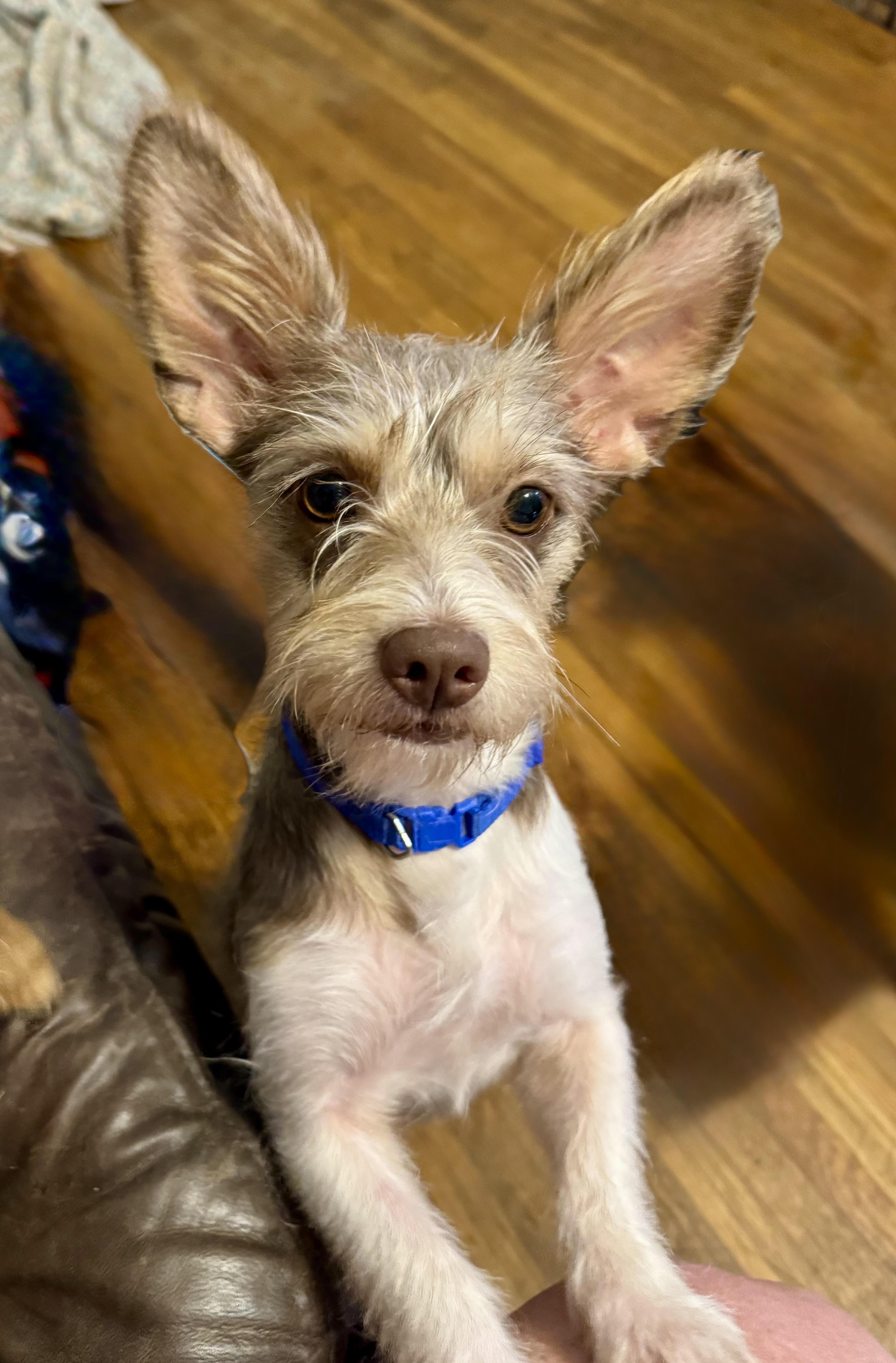 Enlarge Honolulu, a ADOPTABLE mixed breed in Maiden, NC image 3/4