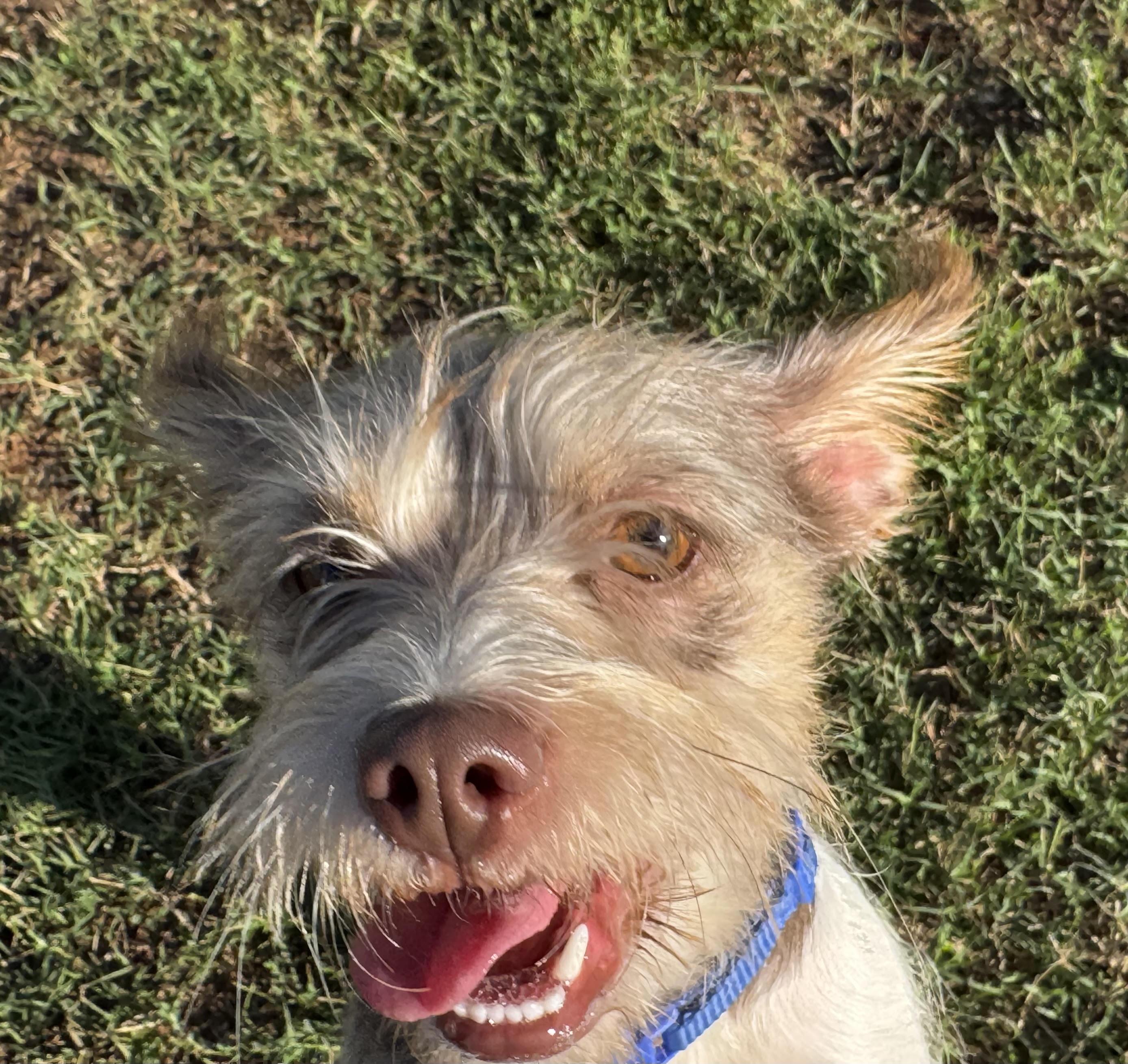 Enlarge Honolulu, a ADOPTABLE mixed breed in Maiden, NC image 4/4