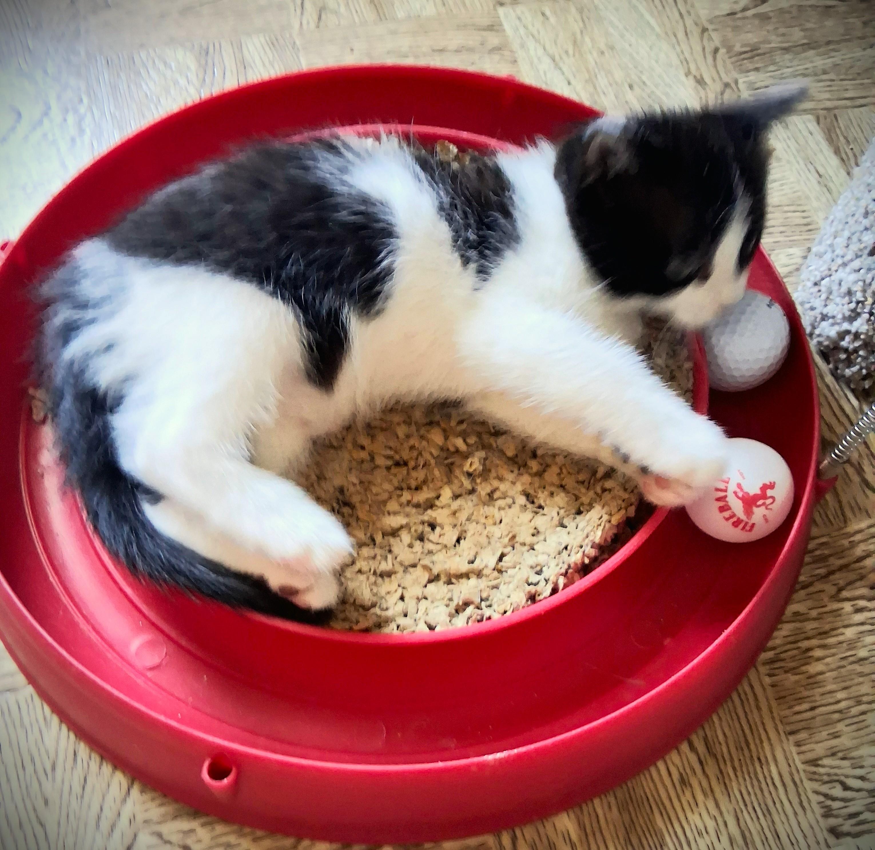 Enlarge Bixby, a ADOPTABLE Domestic Medium Hair in Mankato, MN image 5/6